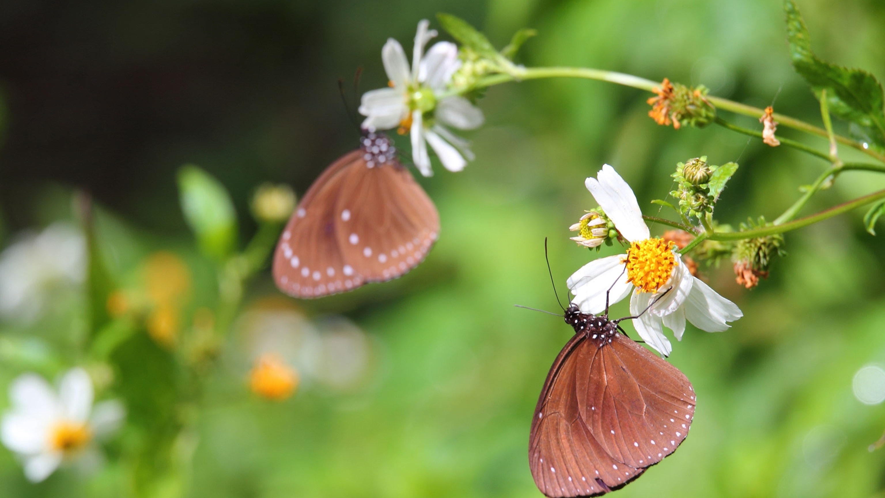 Inside Taiwan's 'butterfly kingdom,' a rare natural wonder takes place every year