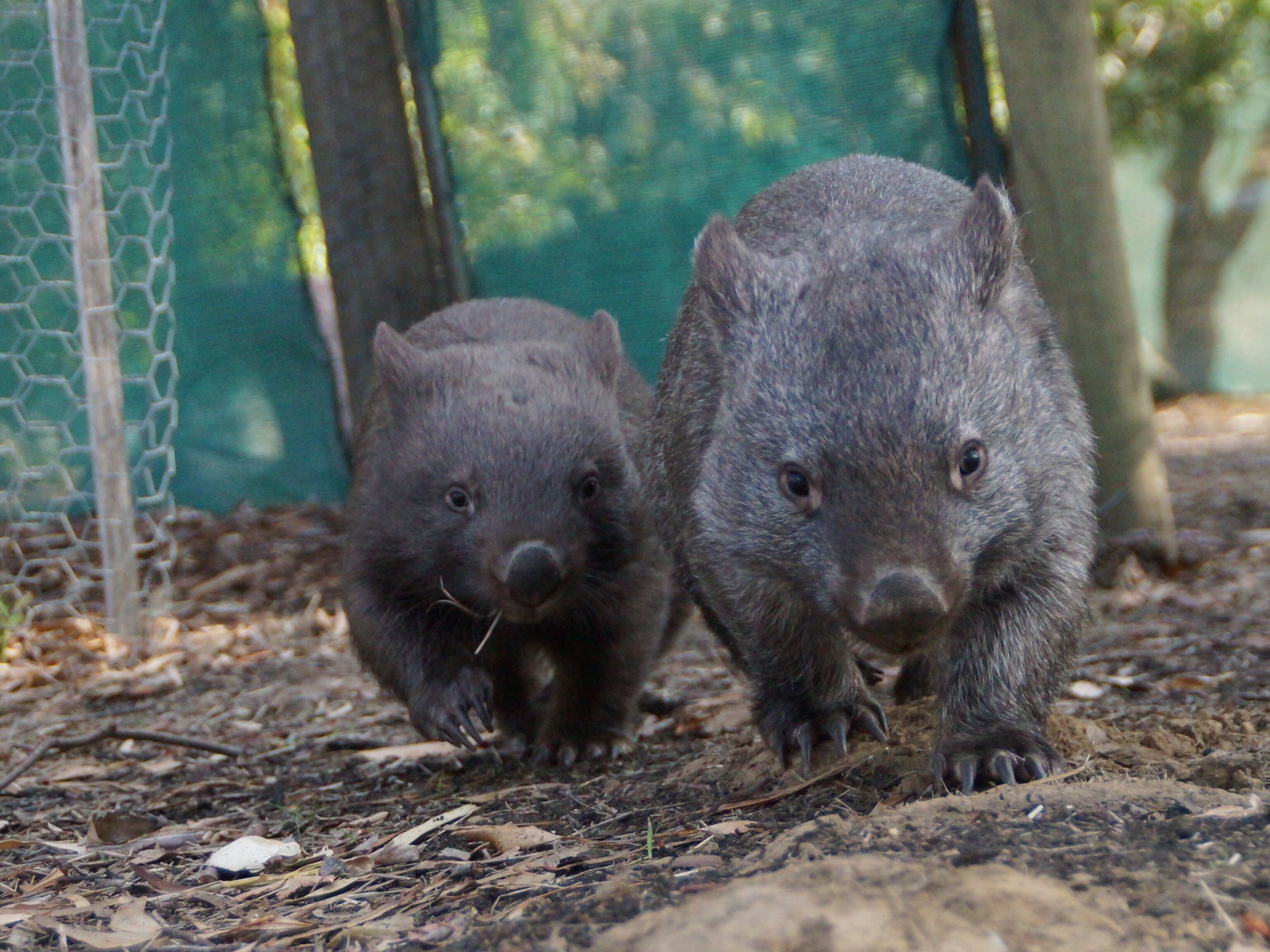 Common Wombat Facts And Photos