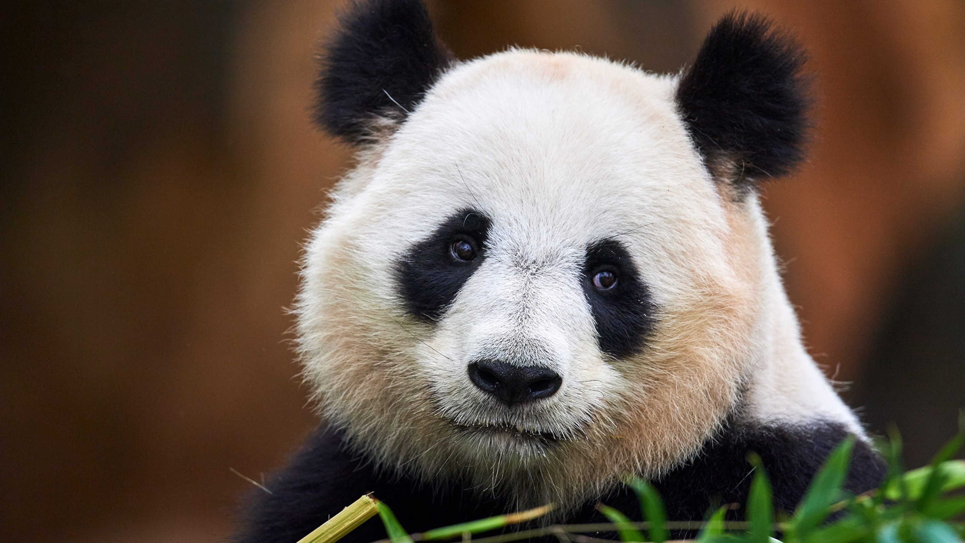 Captivity can screw up pandas' internal clocks—here's what that