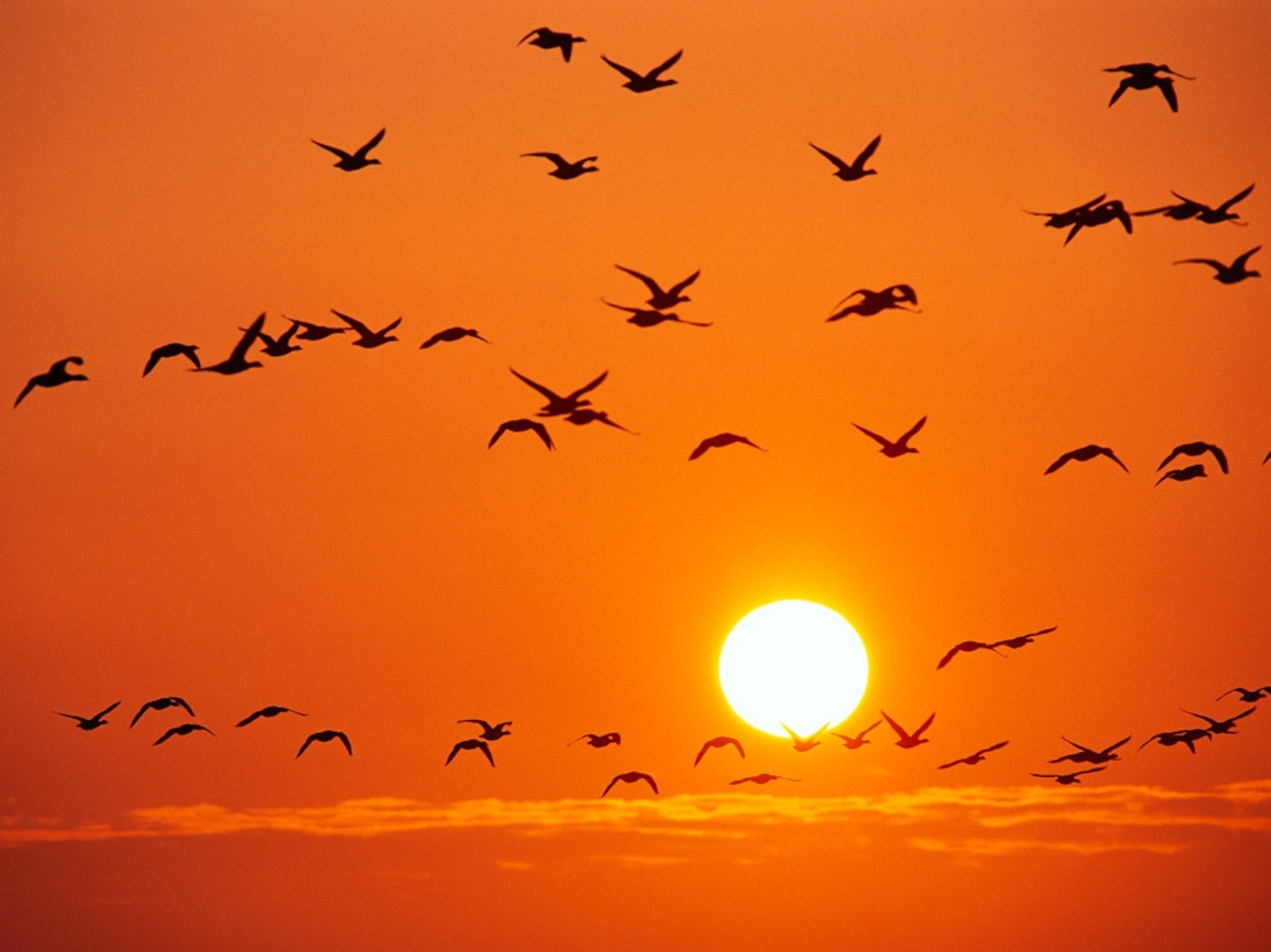 Birds and orange sky at sunset