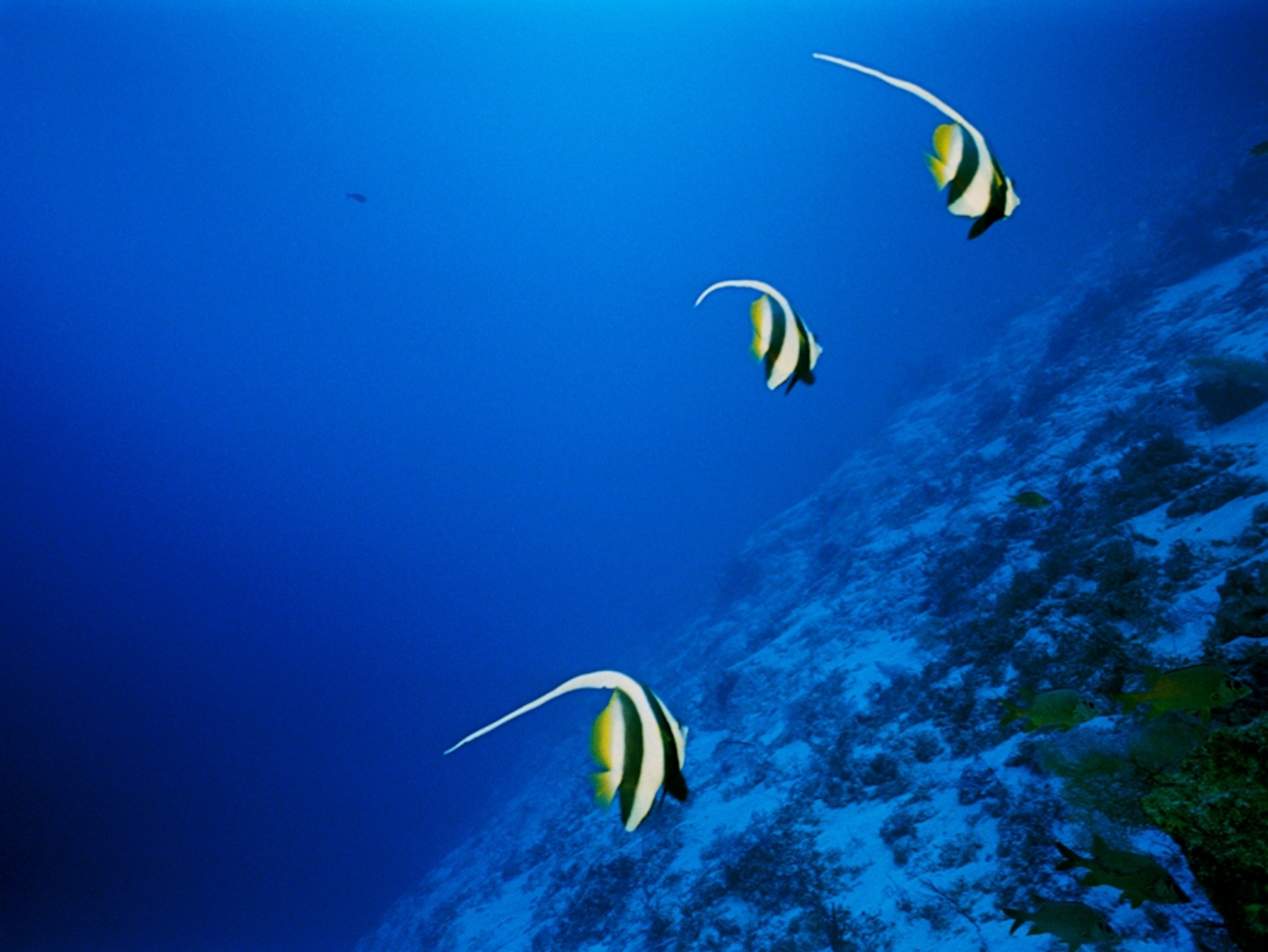 Longfin bannerfish