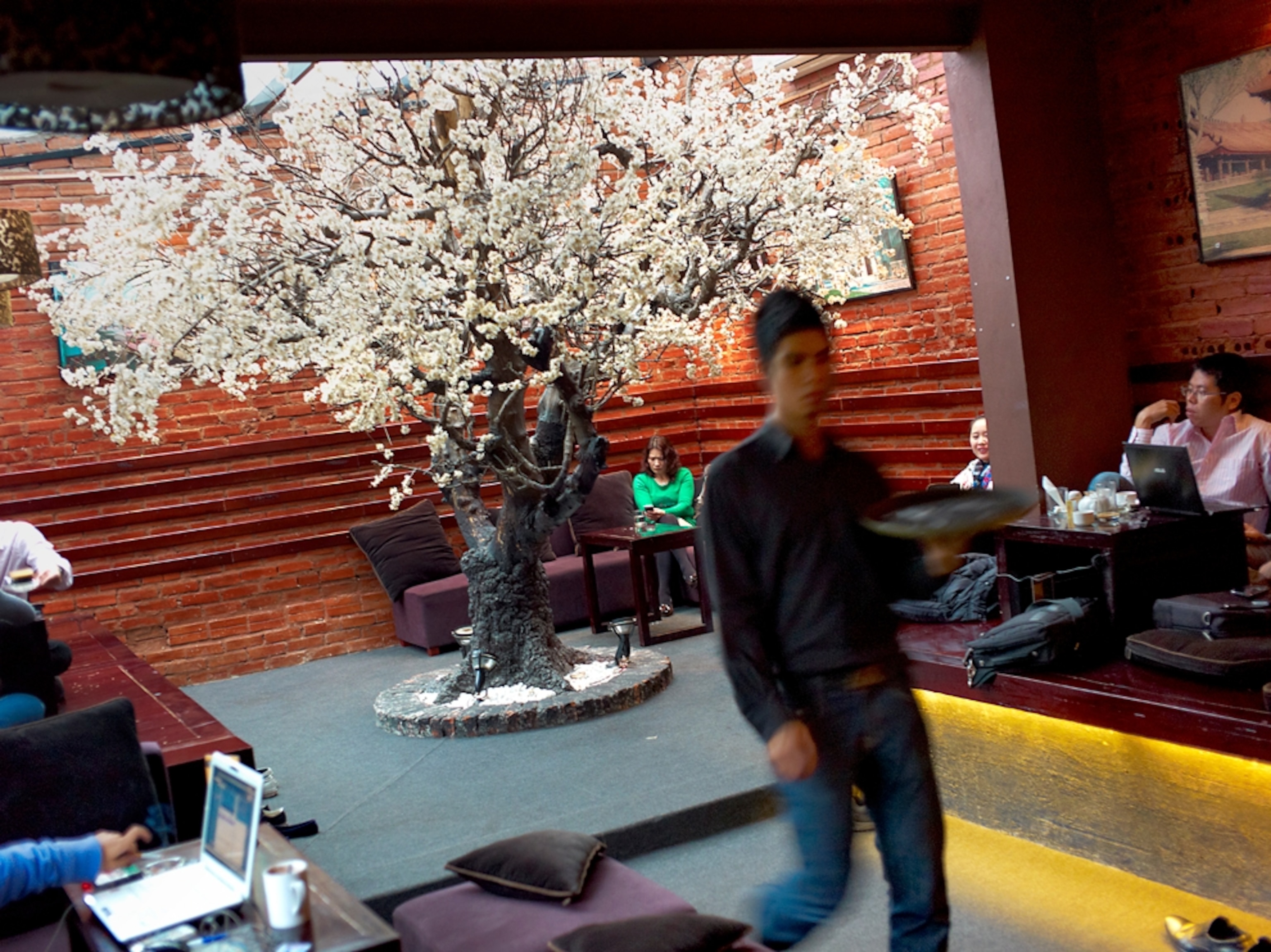 Cherry tree inside Vietnam cafe