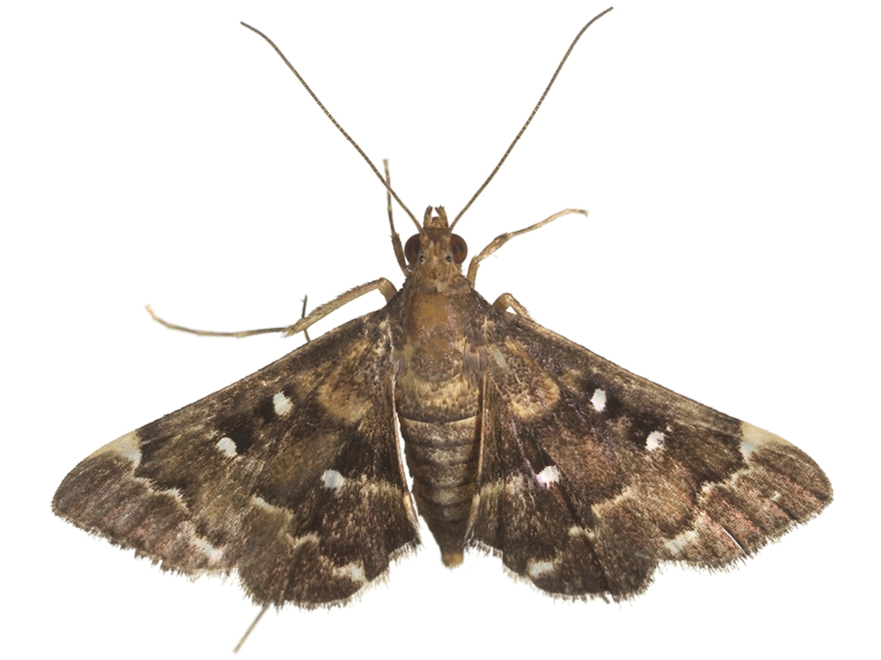 Common Name: Signiferalis moth, Scientific Name: Piletocera signiferalis, Magnification: 1.5x,