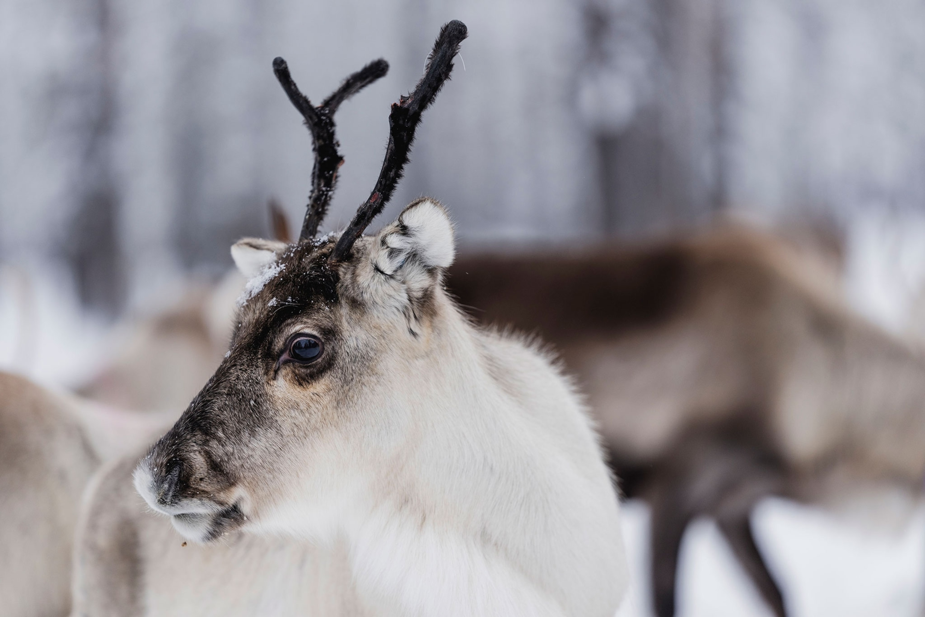 What color are reindeer eyes? Depends on the season.