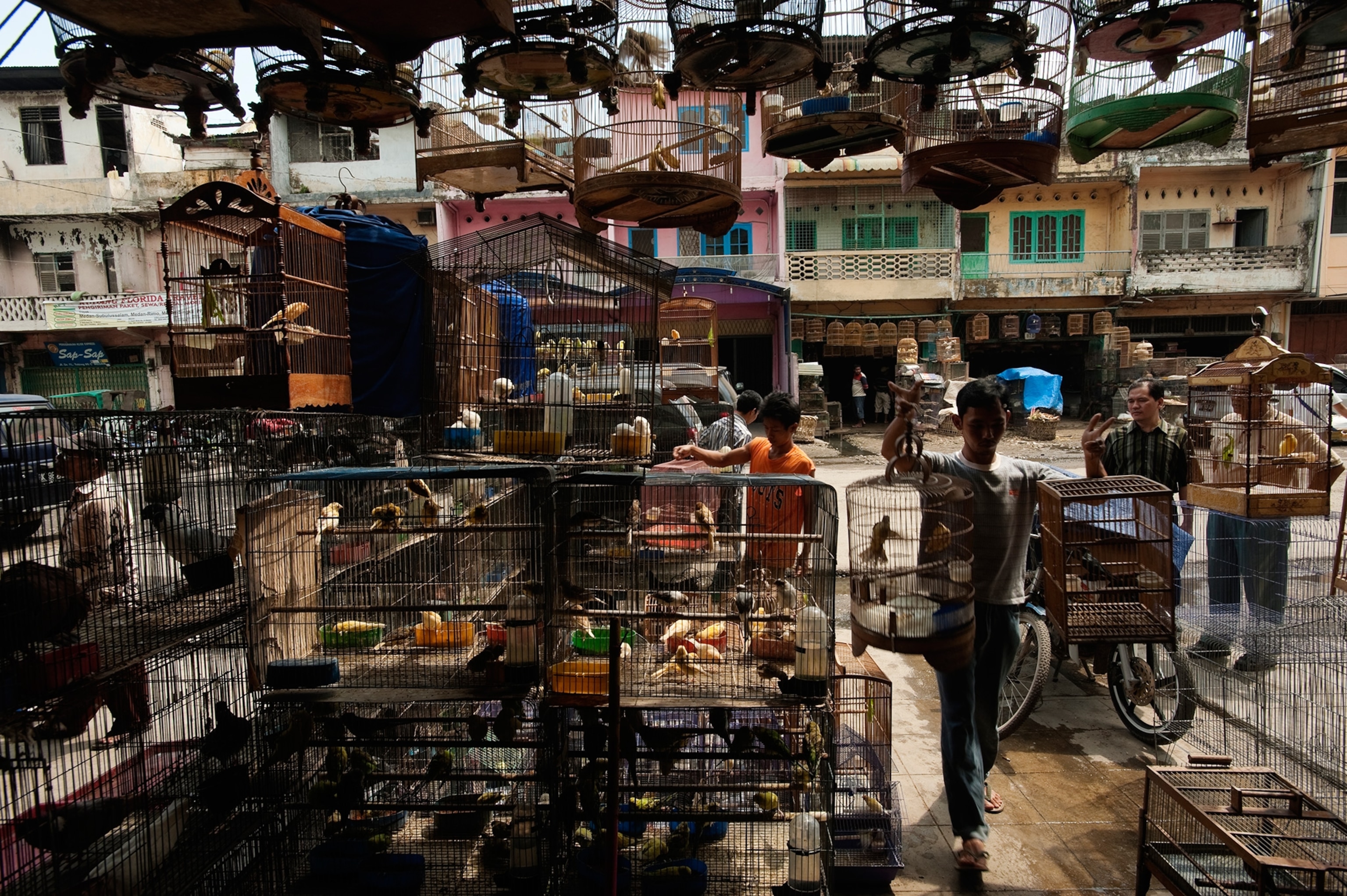 an Indonesian bird market