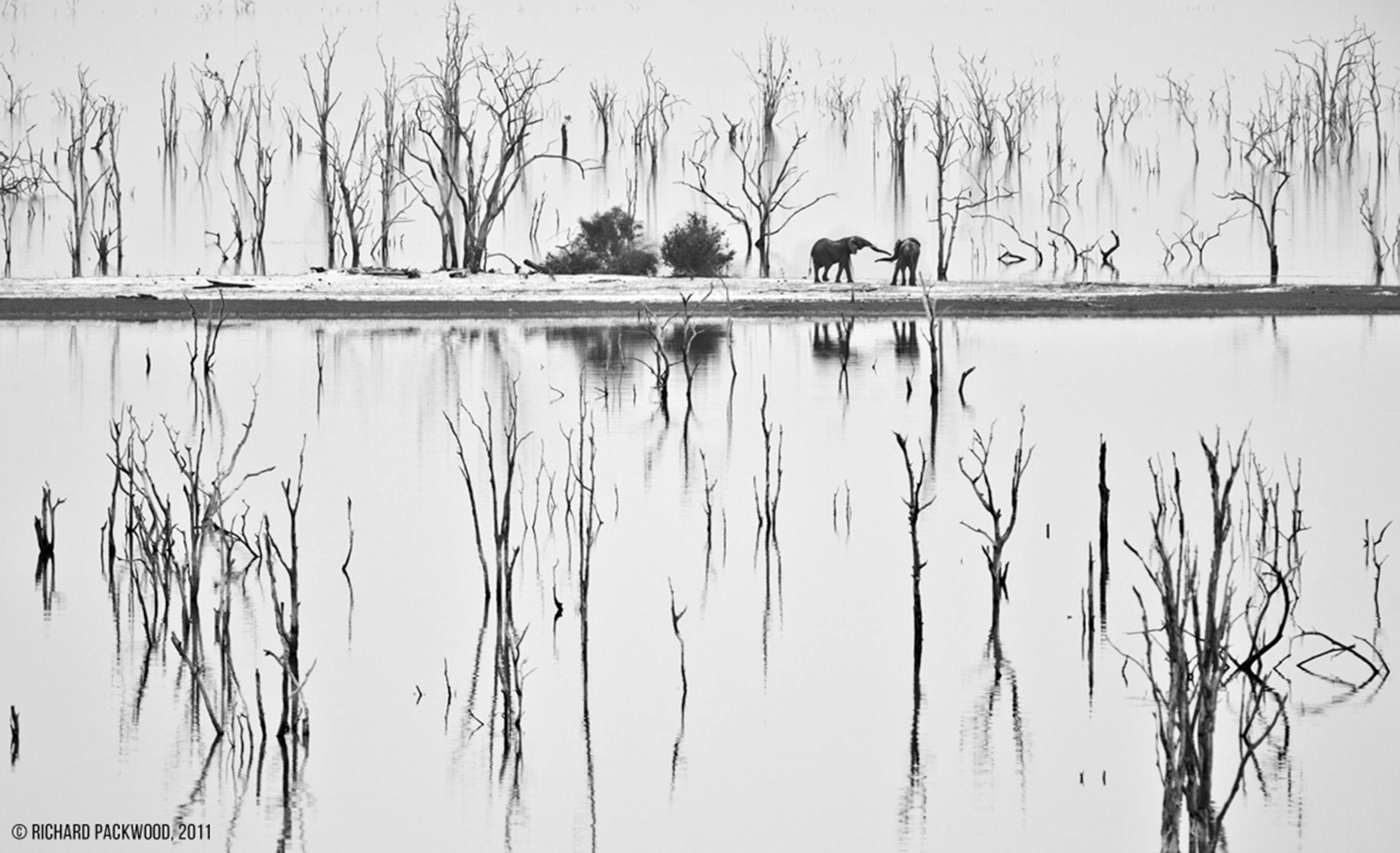 two elephants across a lake