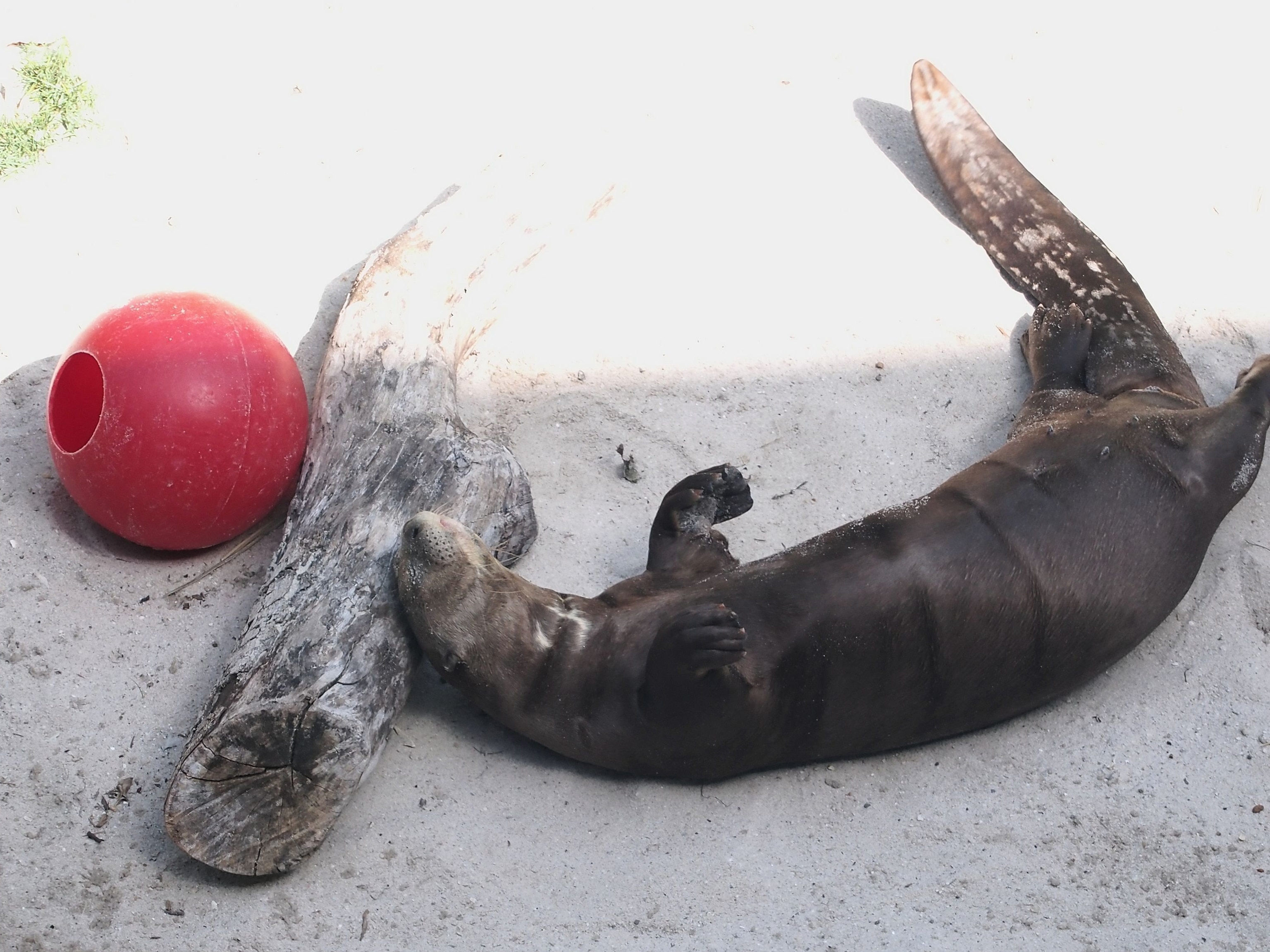 Giant Otter National Geographic