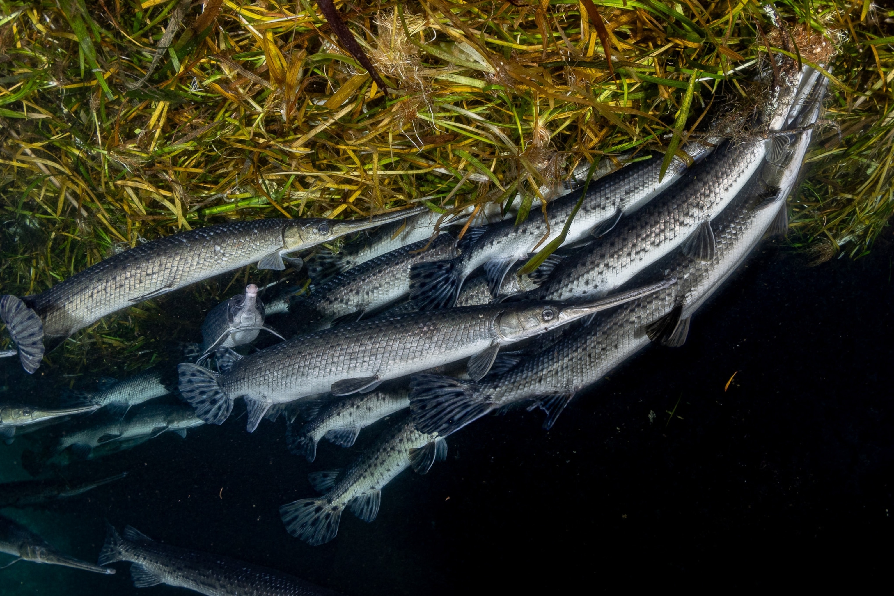 A school of silver fish with long snouts crowded together near some underwater grass.