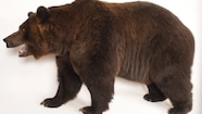 Are Bears Afraid Of Dogs
