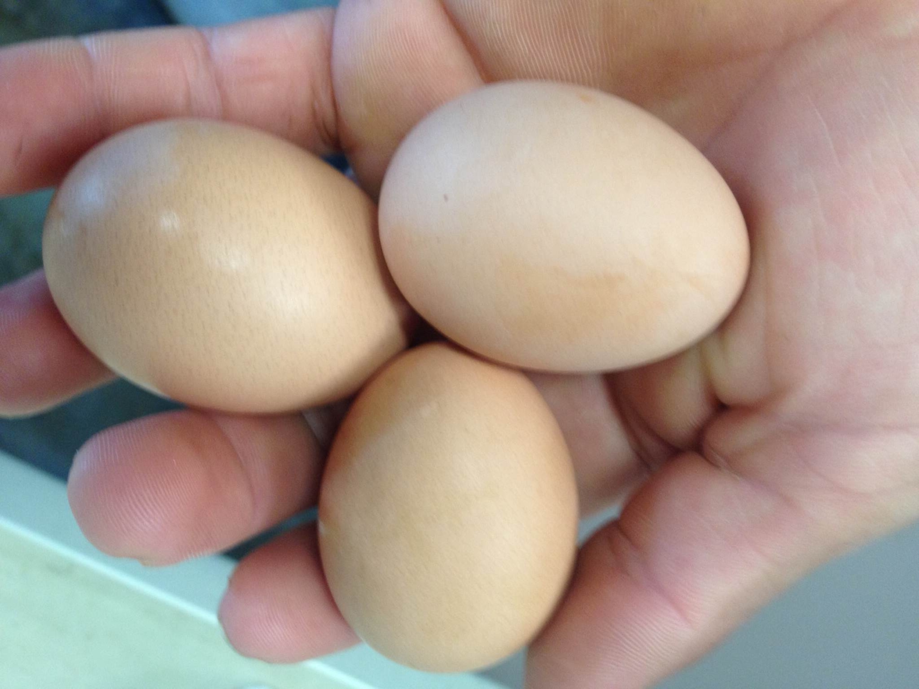 eggs on a heritage chicken farm.