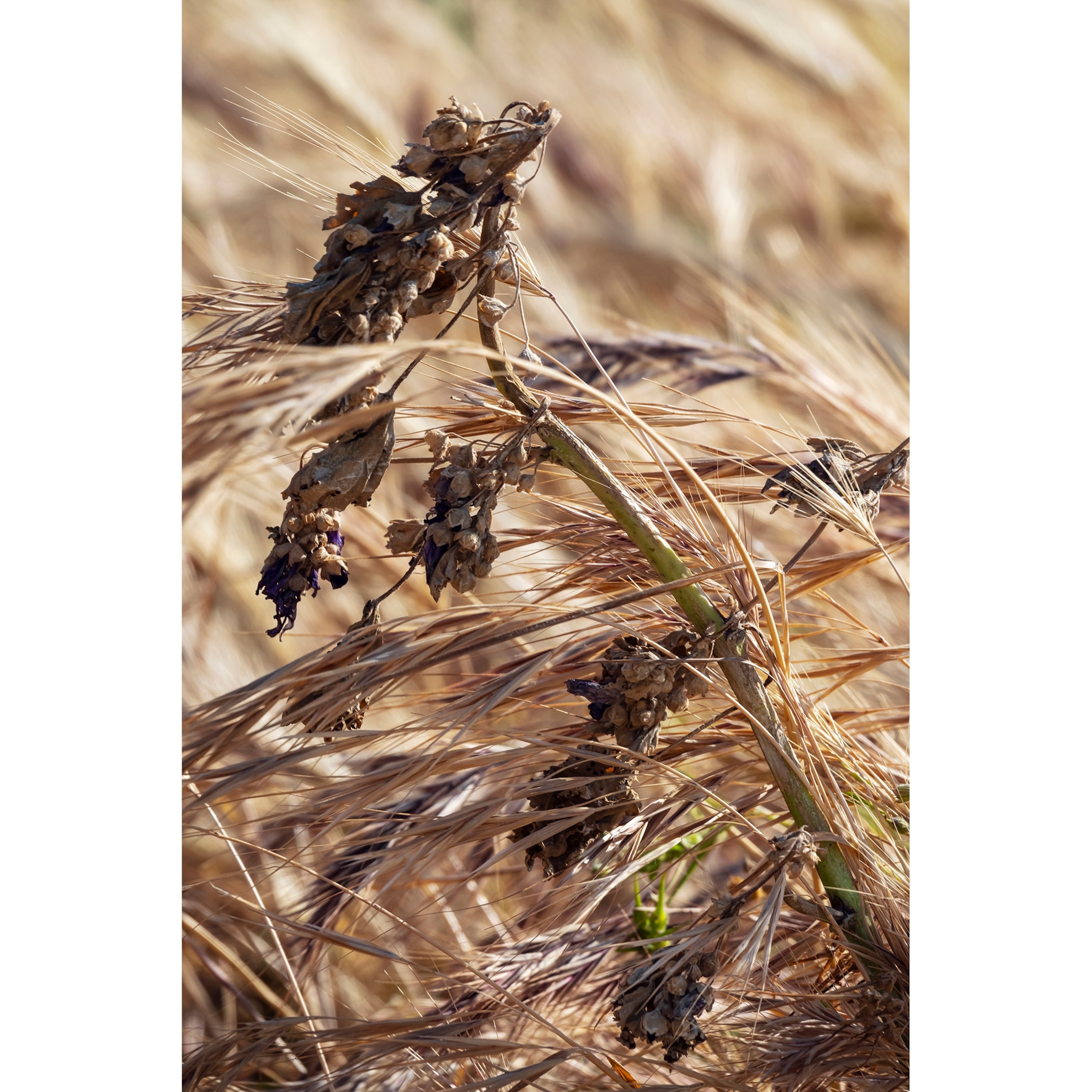 Wild and dry herbs in late spring in Marseille in the south of France.