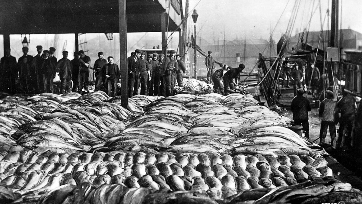 Seafloor Fish Nearly Wiped Out off U K National Geographic