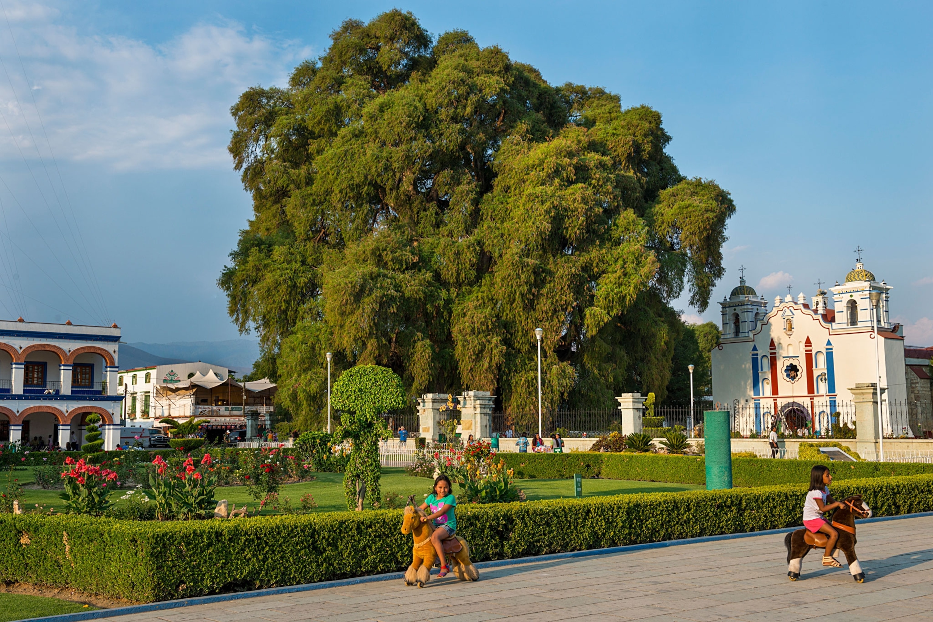 a tree known as El Arbol de Tule in Oaxaca, Mexico