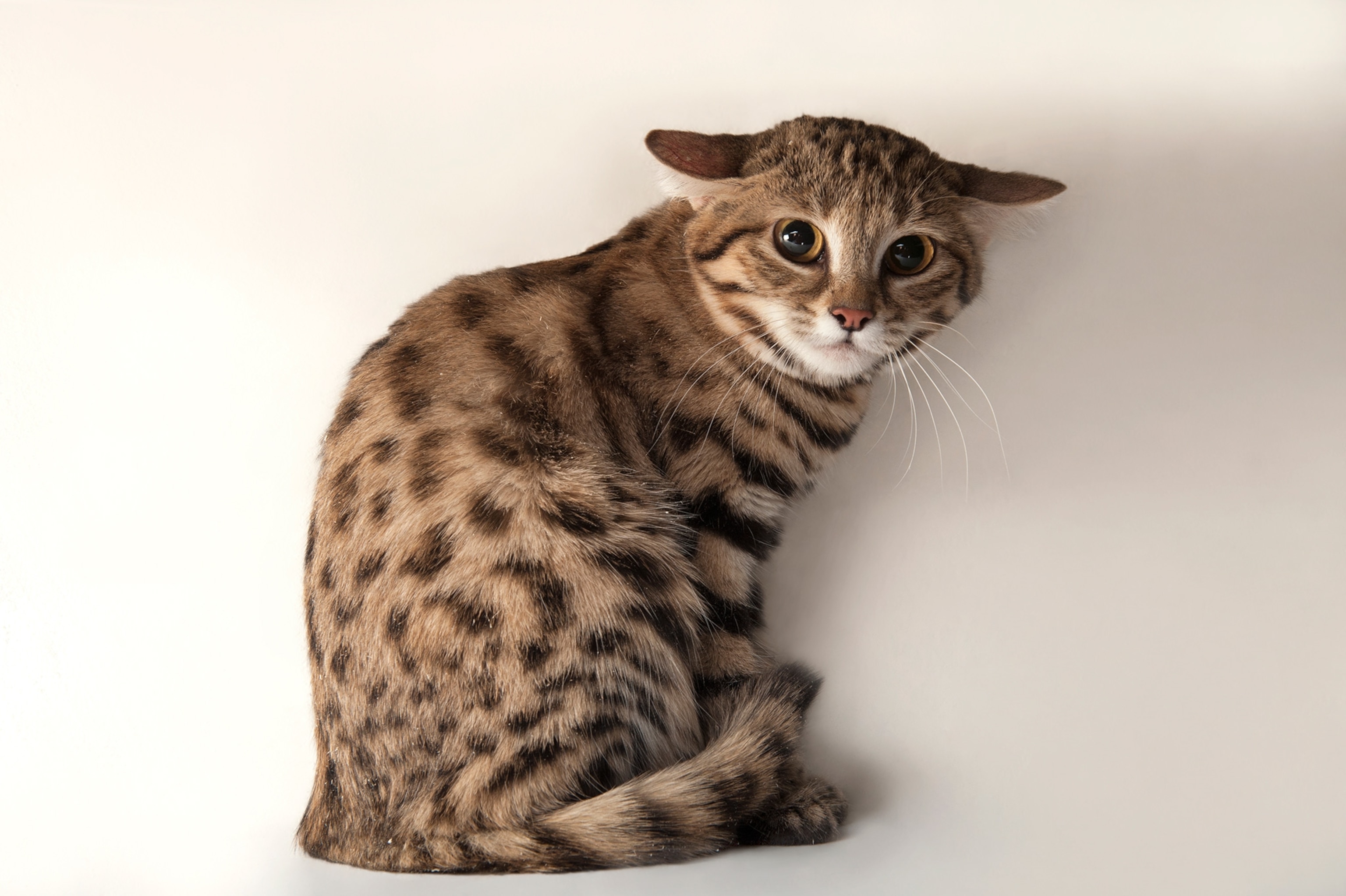 black-footed cat