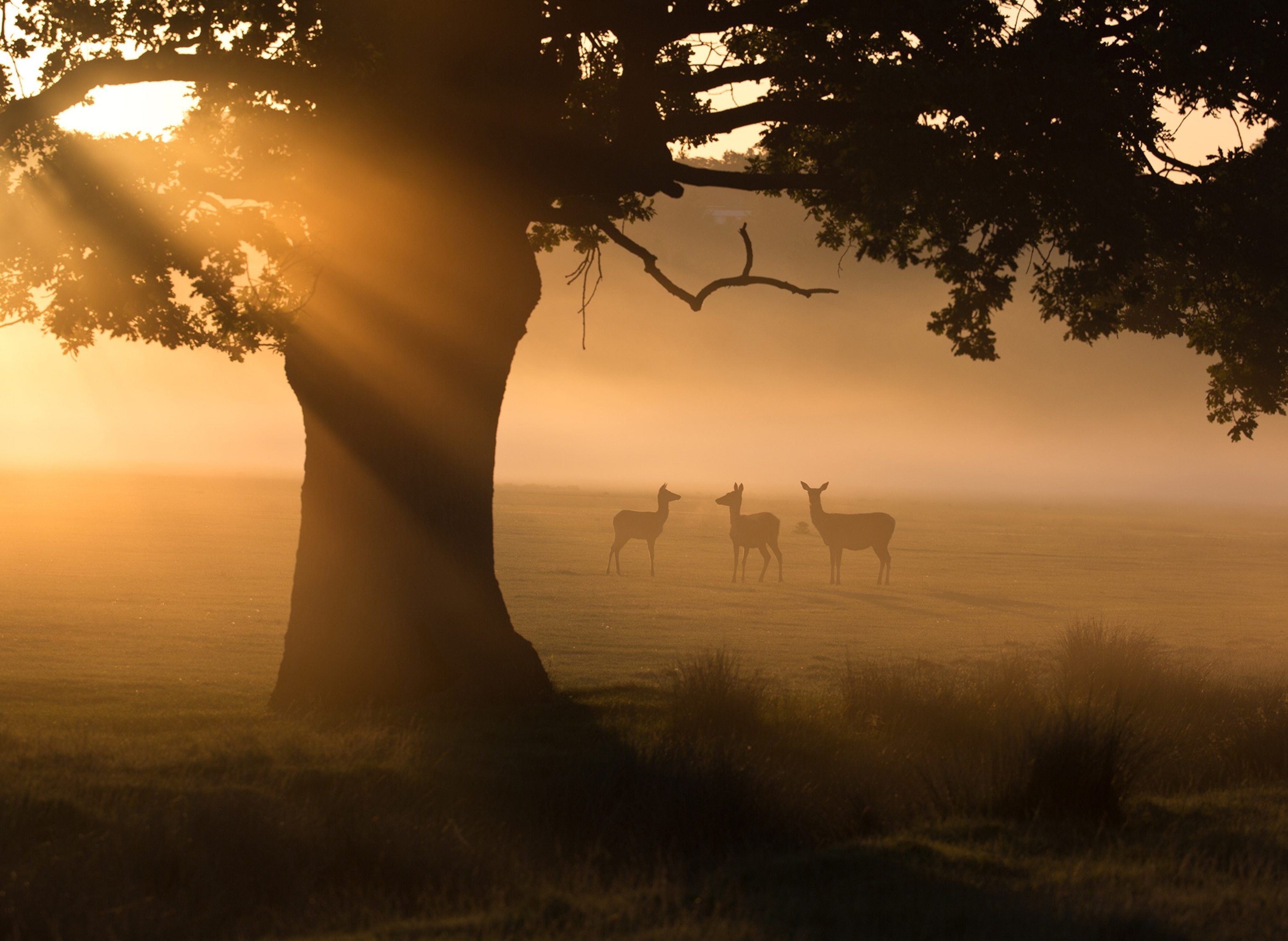 a group of red deer
