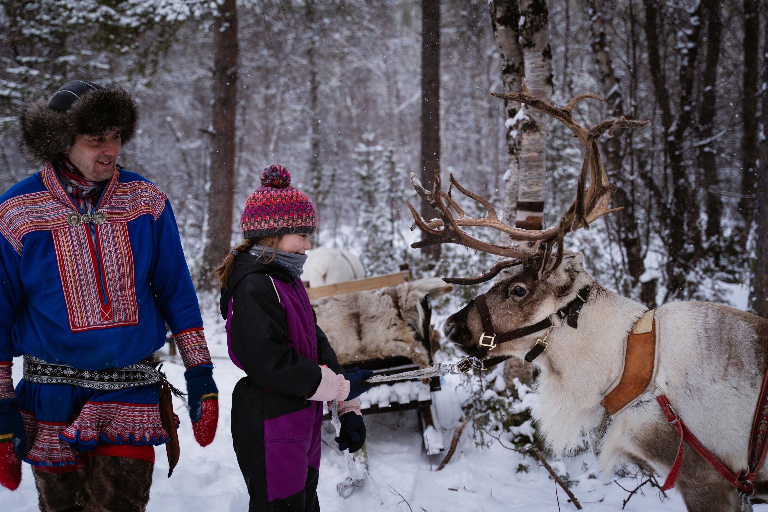 A girl pets a reindeer