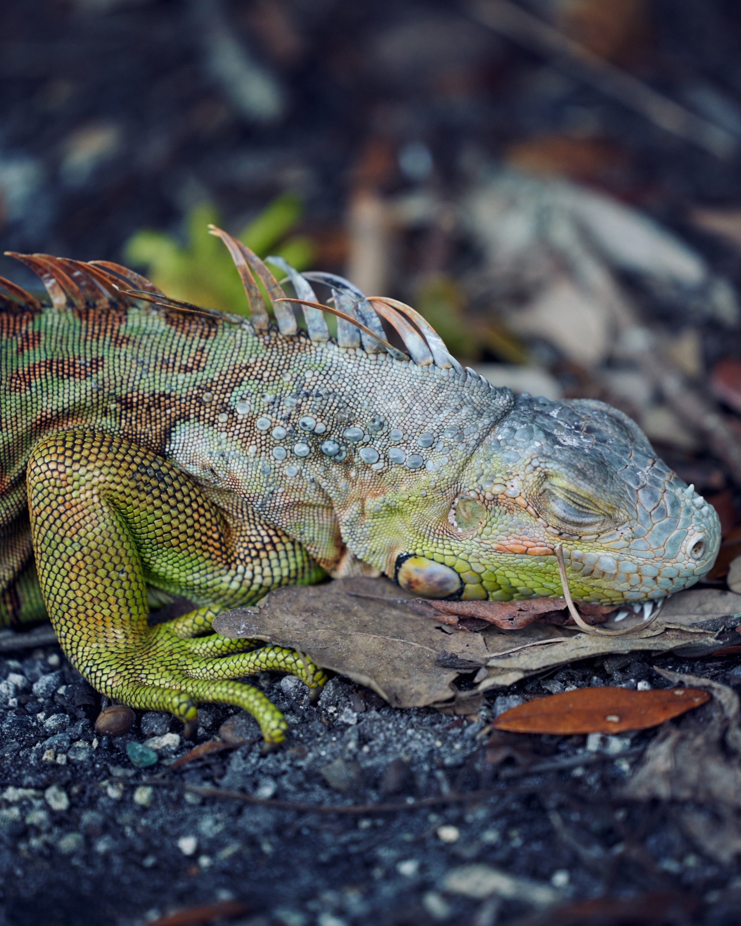 An iguana lies on the ground.