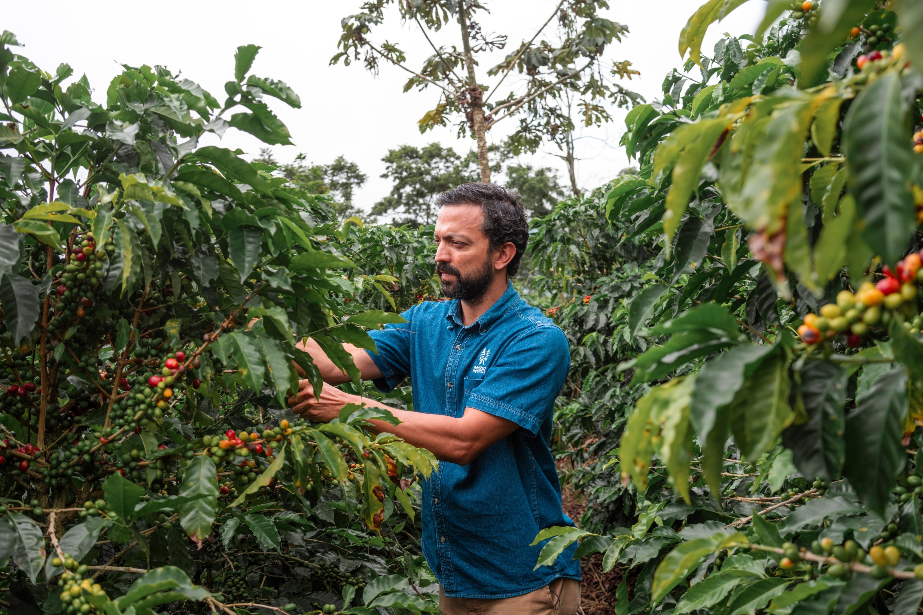 Manuel Ramírez, a fourth-generation coffee farmer, inspects one of several coffee varietals grown at Aquiares.