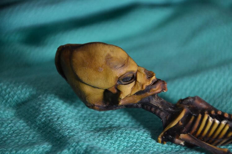 Tiny Mummy S Alien Appearance Finally Explained