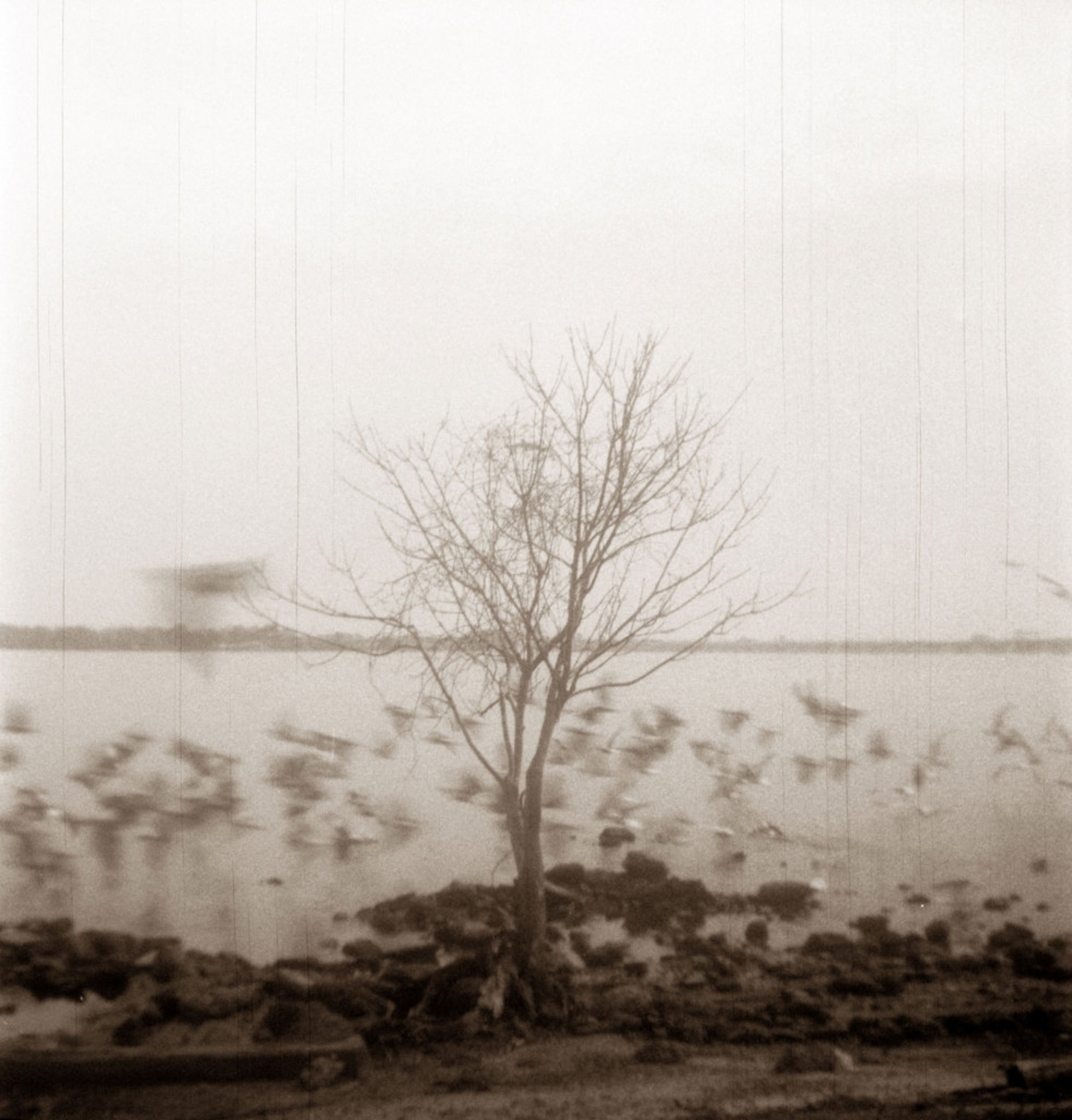 a flock of birds flying past a bare tree near a body of water