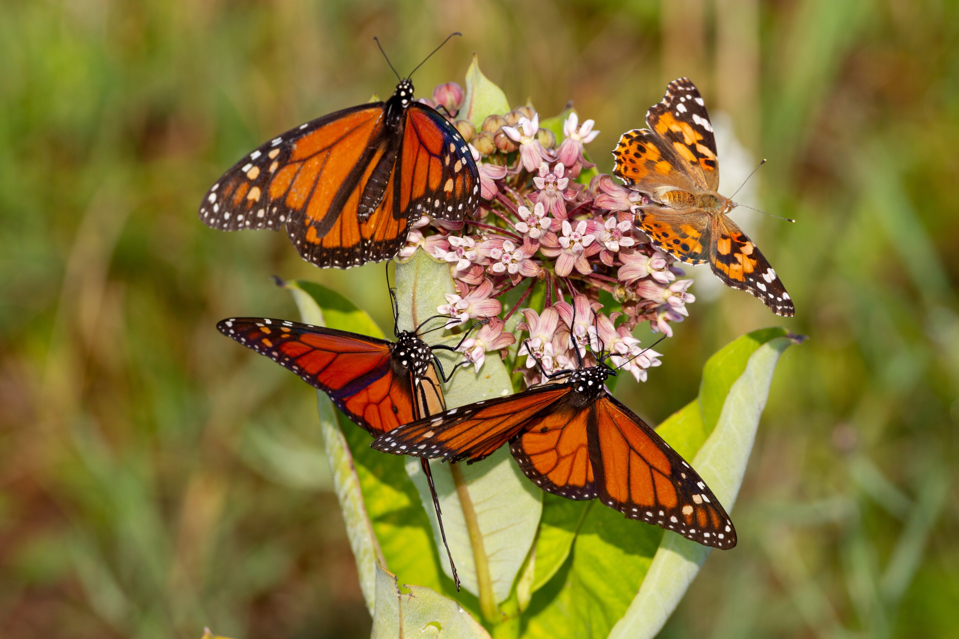 Four monarch butterflies stand on one flower.