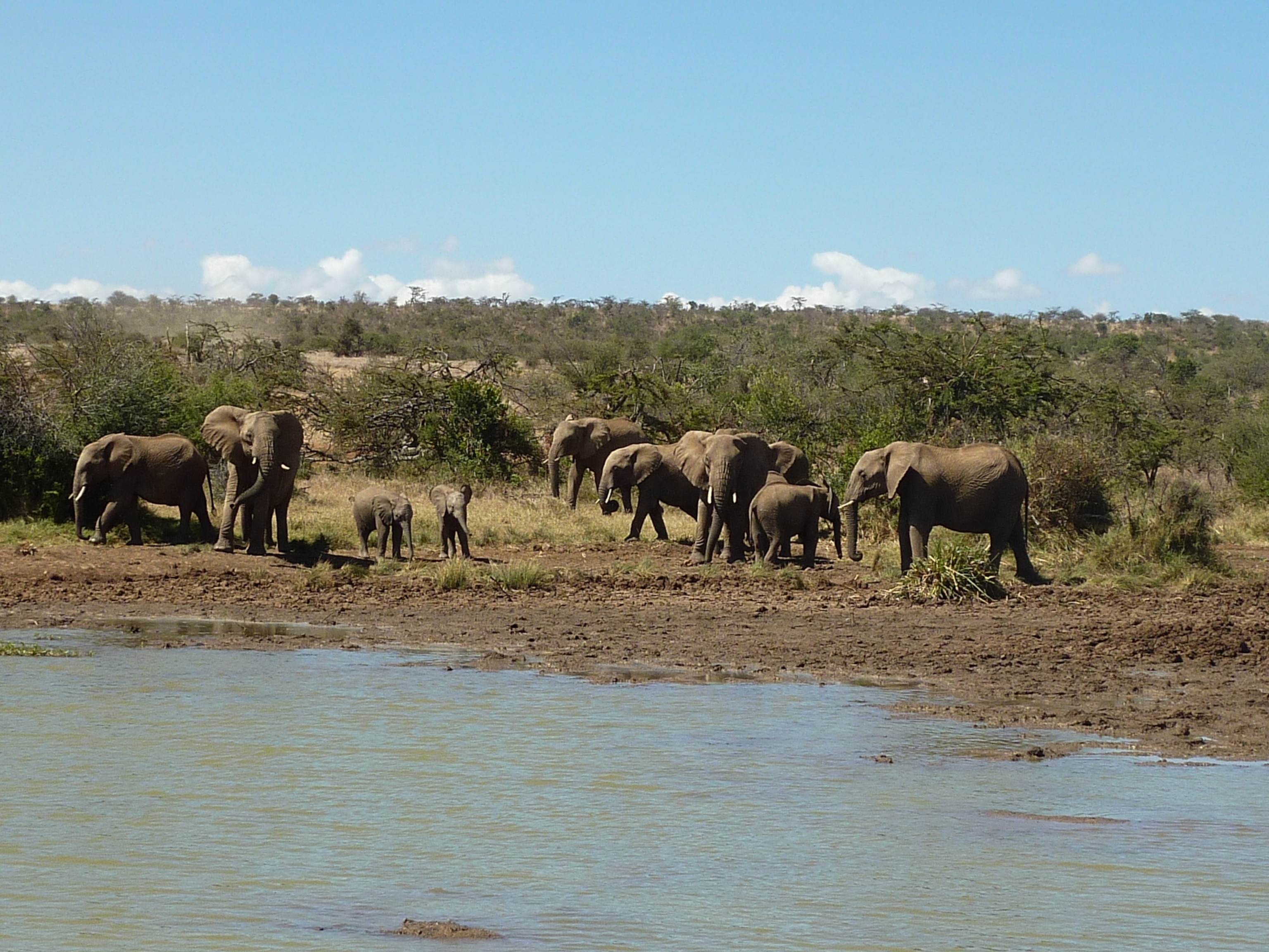 Elephants scatter as cattle arrive at a watering hole.