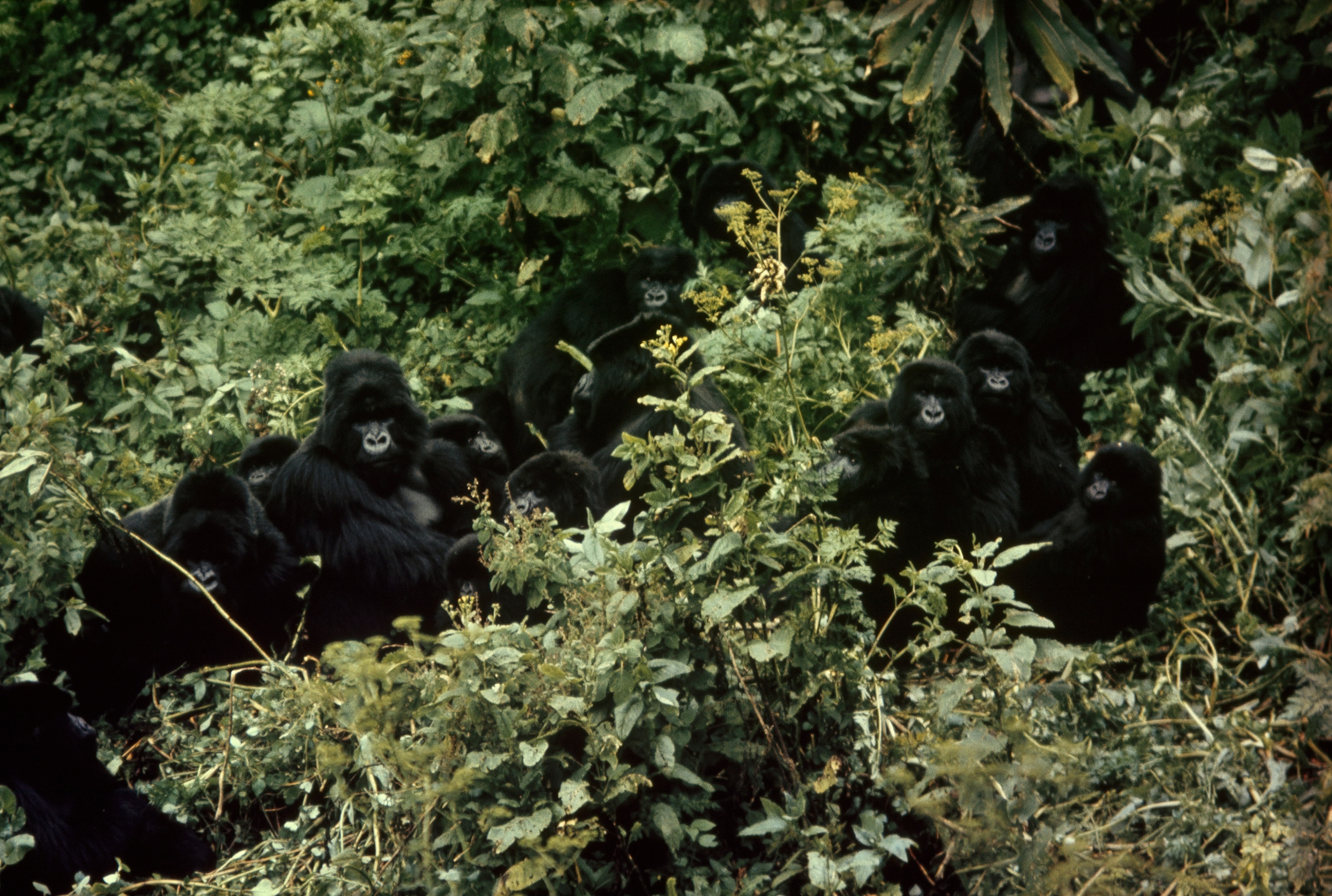 Mountain gorillas huddle around their alpha male (left).