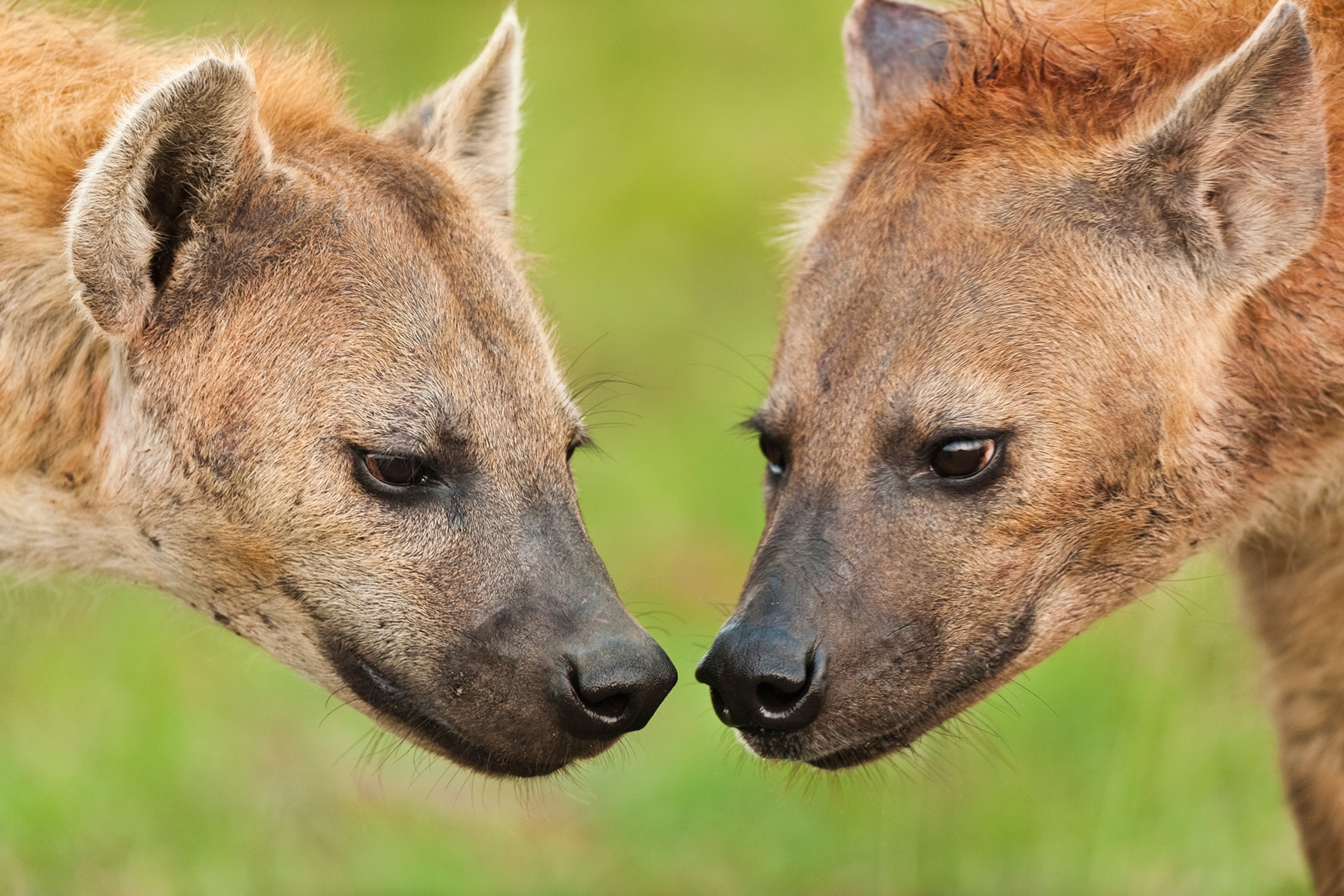 wolf-hyena-brain-size-comparison-wallpaperin