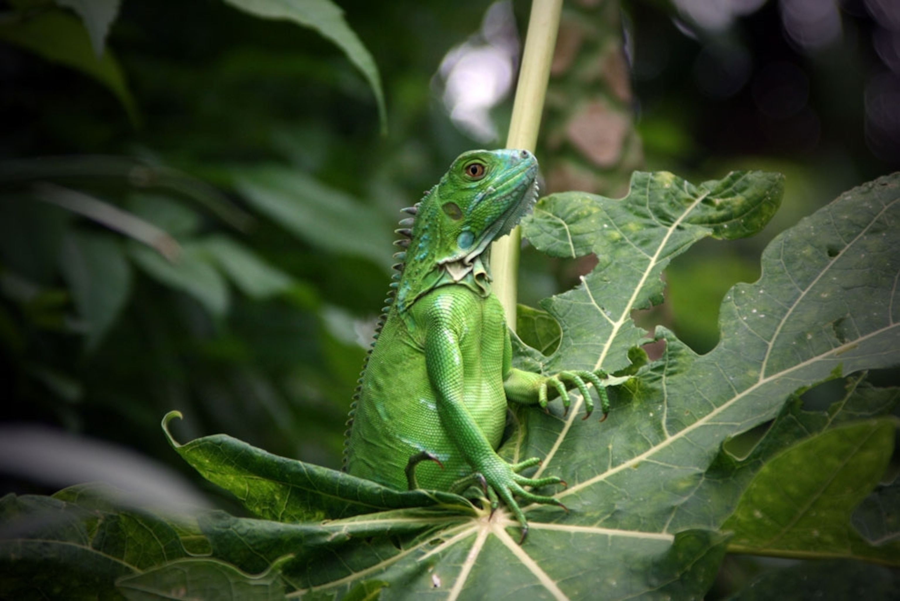 A wild iguana in Grand Cayman