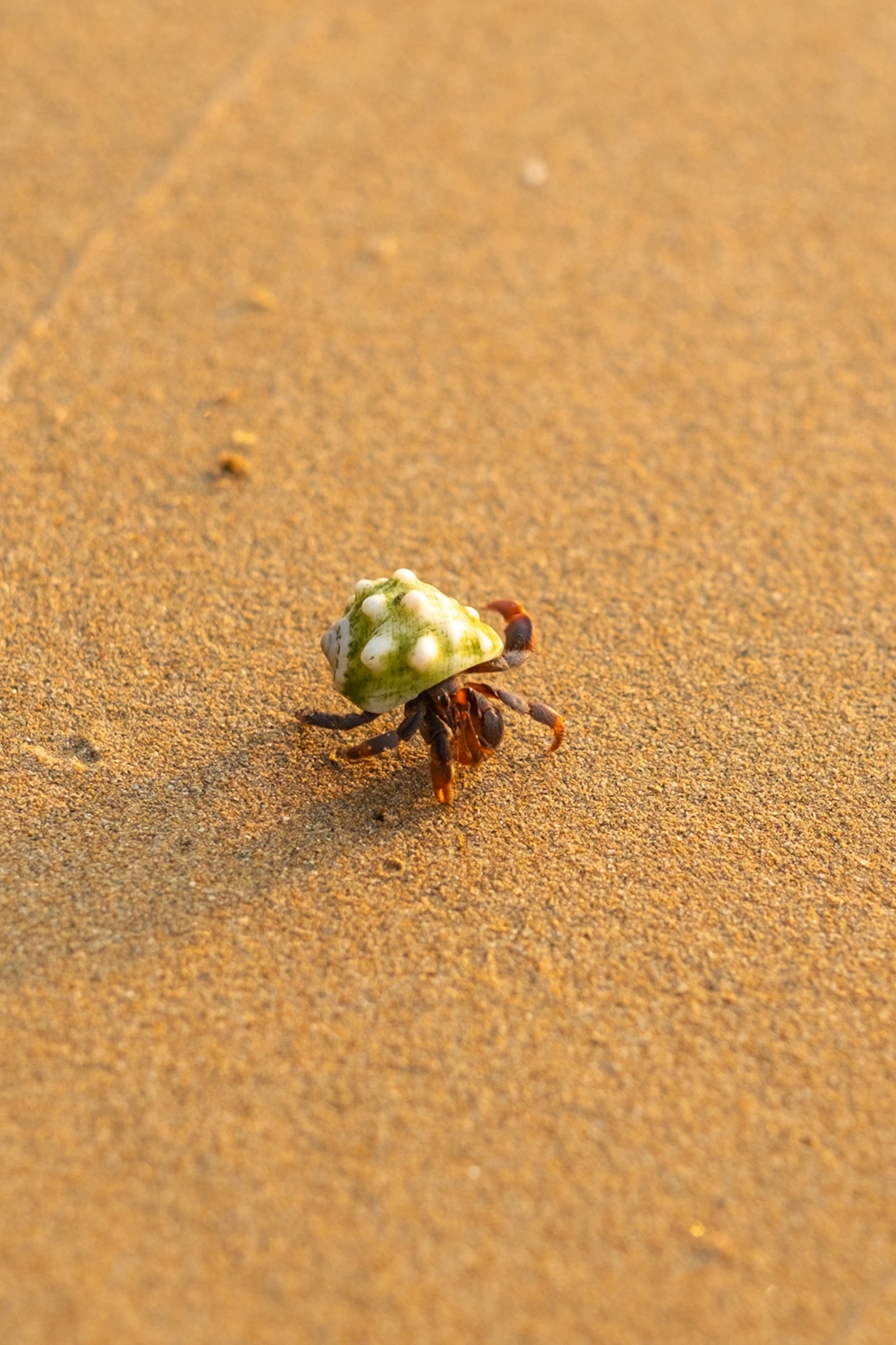 A close-up of a tiny crab in a shell on a beach.