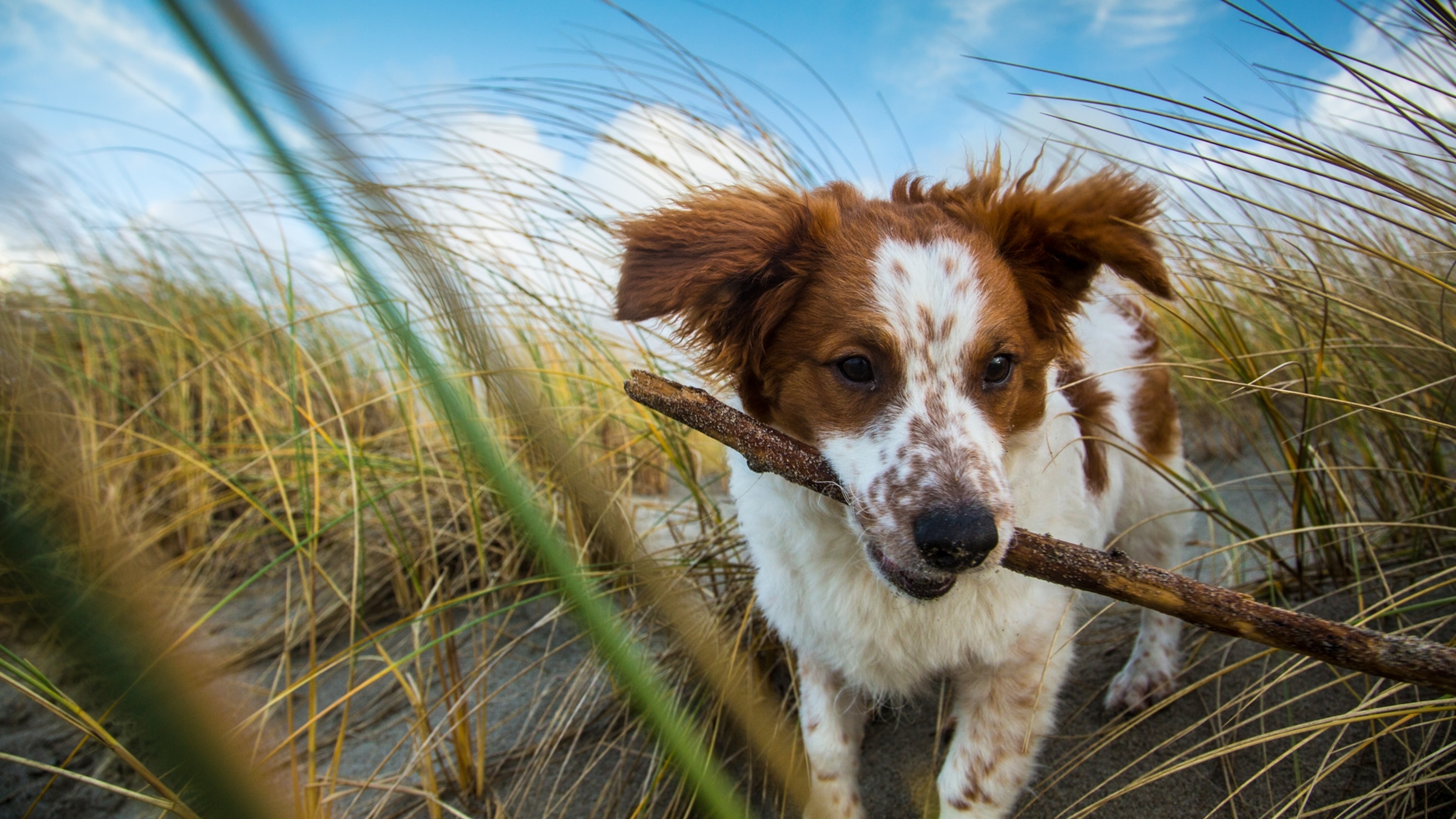 Dogs. Bedbugs. Corn. They all have this one thing in common.