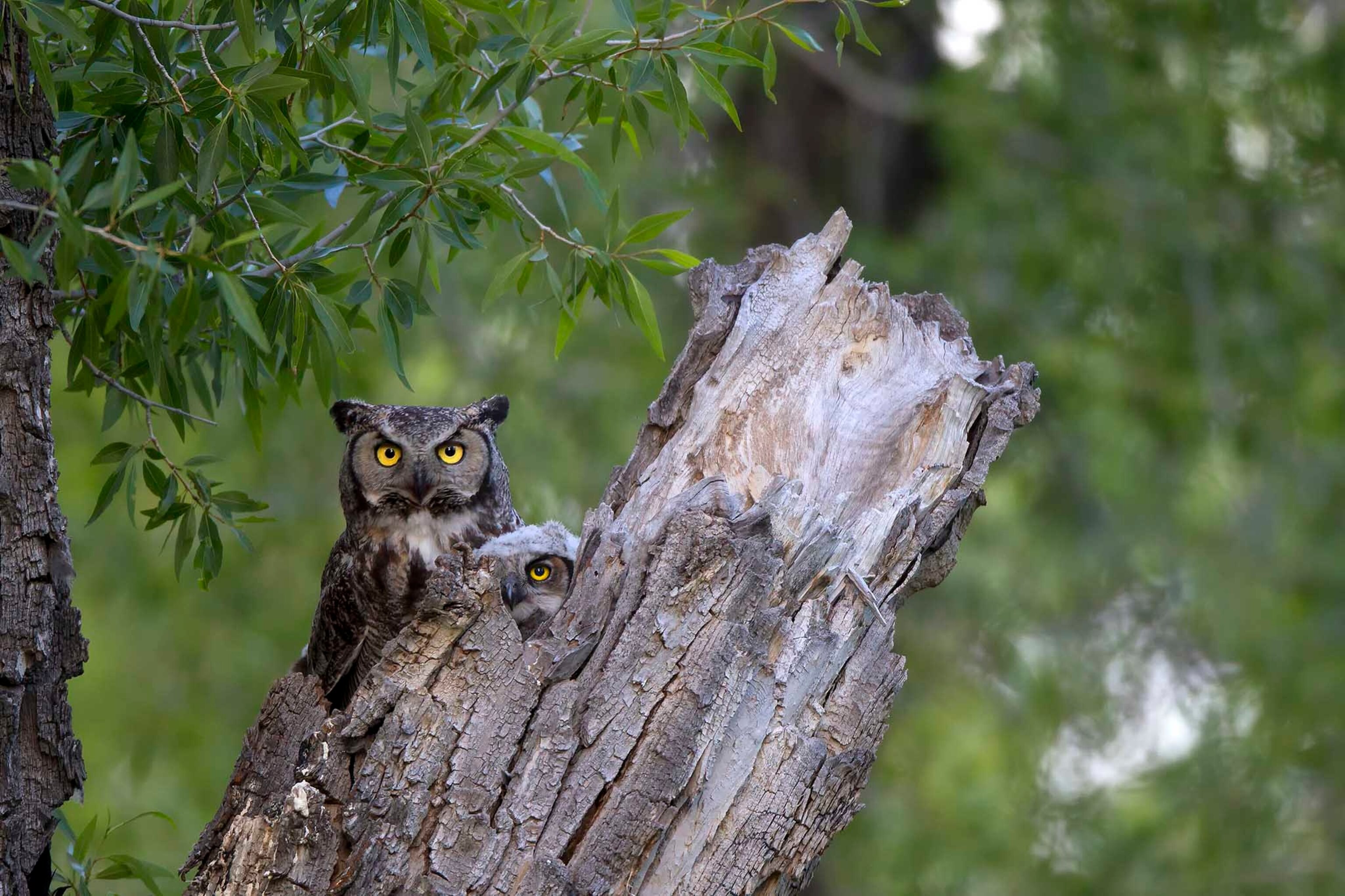 A great horned owl and owlet, Bubo virginianus, in their nesting cavity in a dead tree branch.