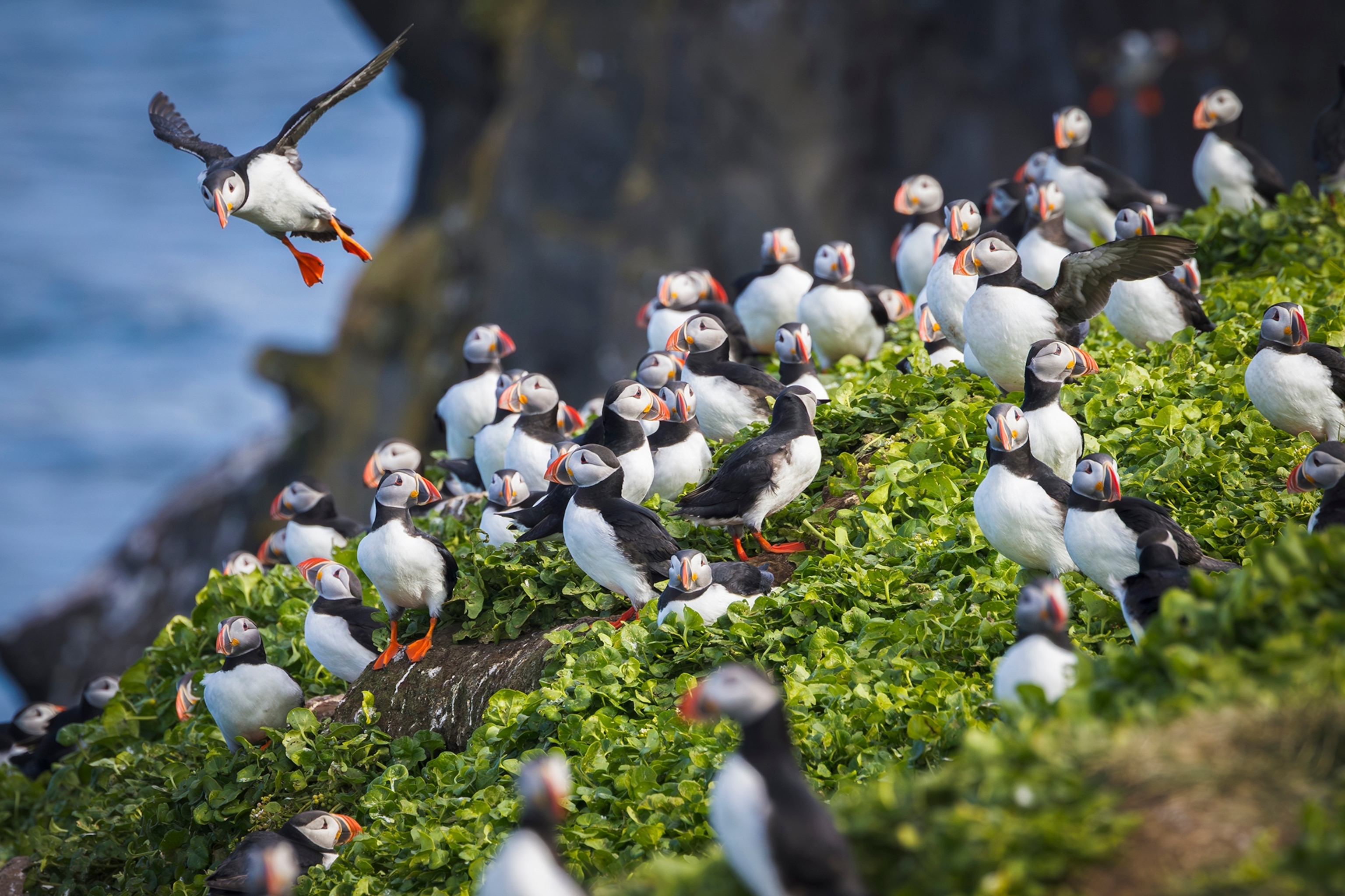 puffins on cliff