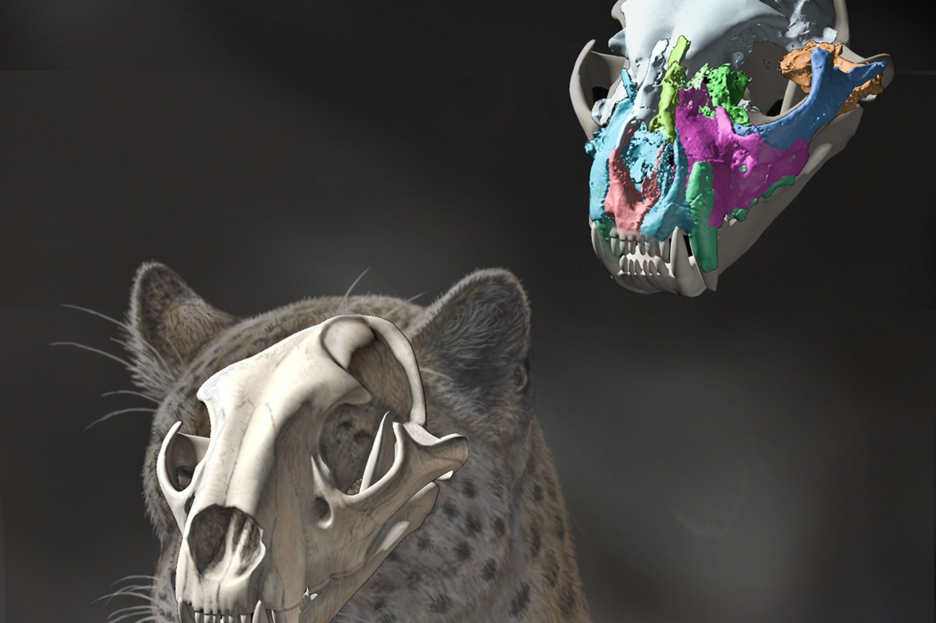 Fossil Find Clears Up Big Cat Origins