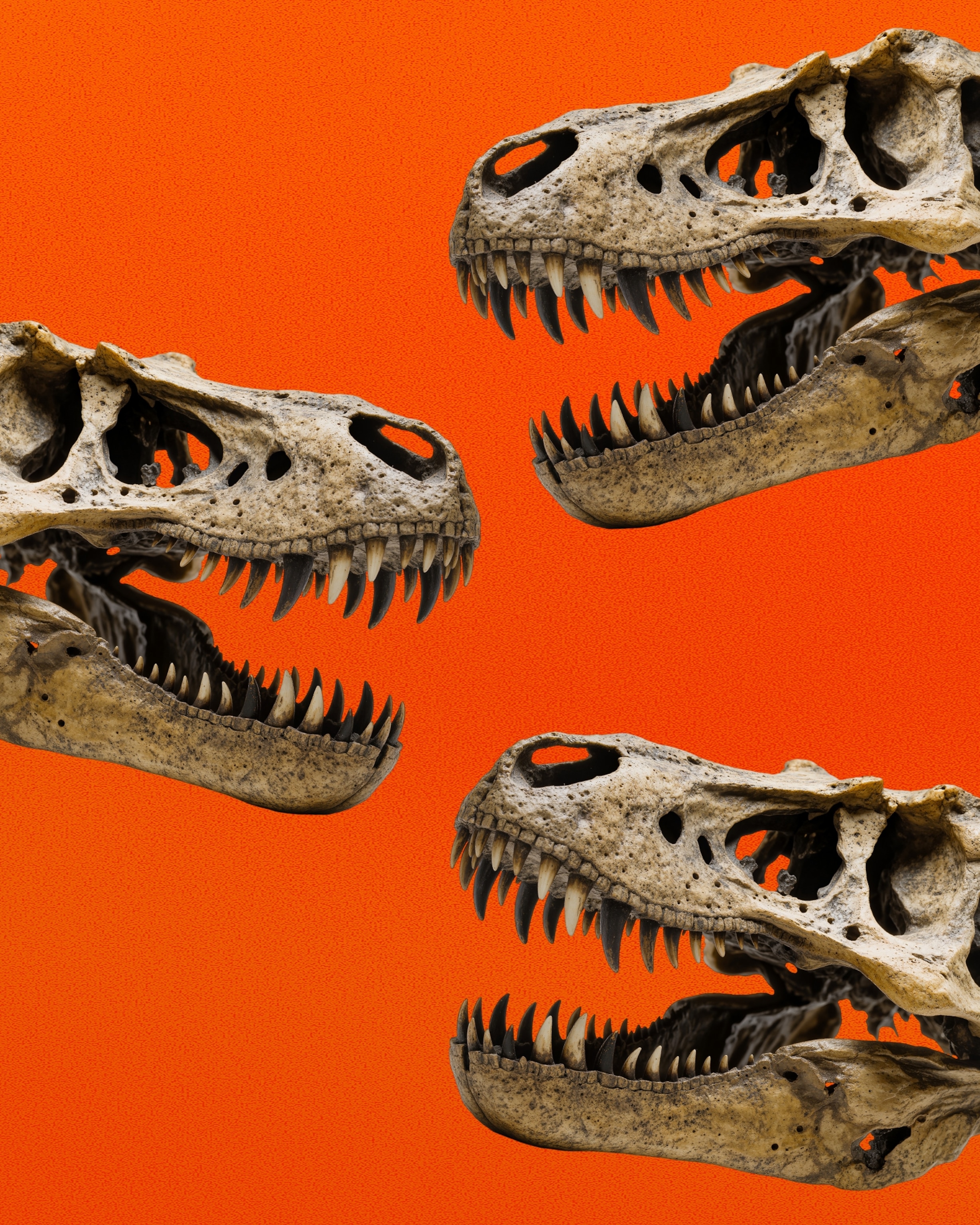 3 Isolated Tyrannosaurus Rex fossil skull showing intricate details and menacing sharp teeth