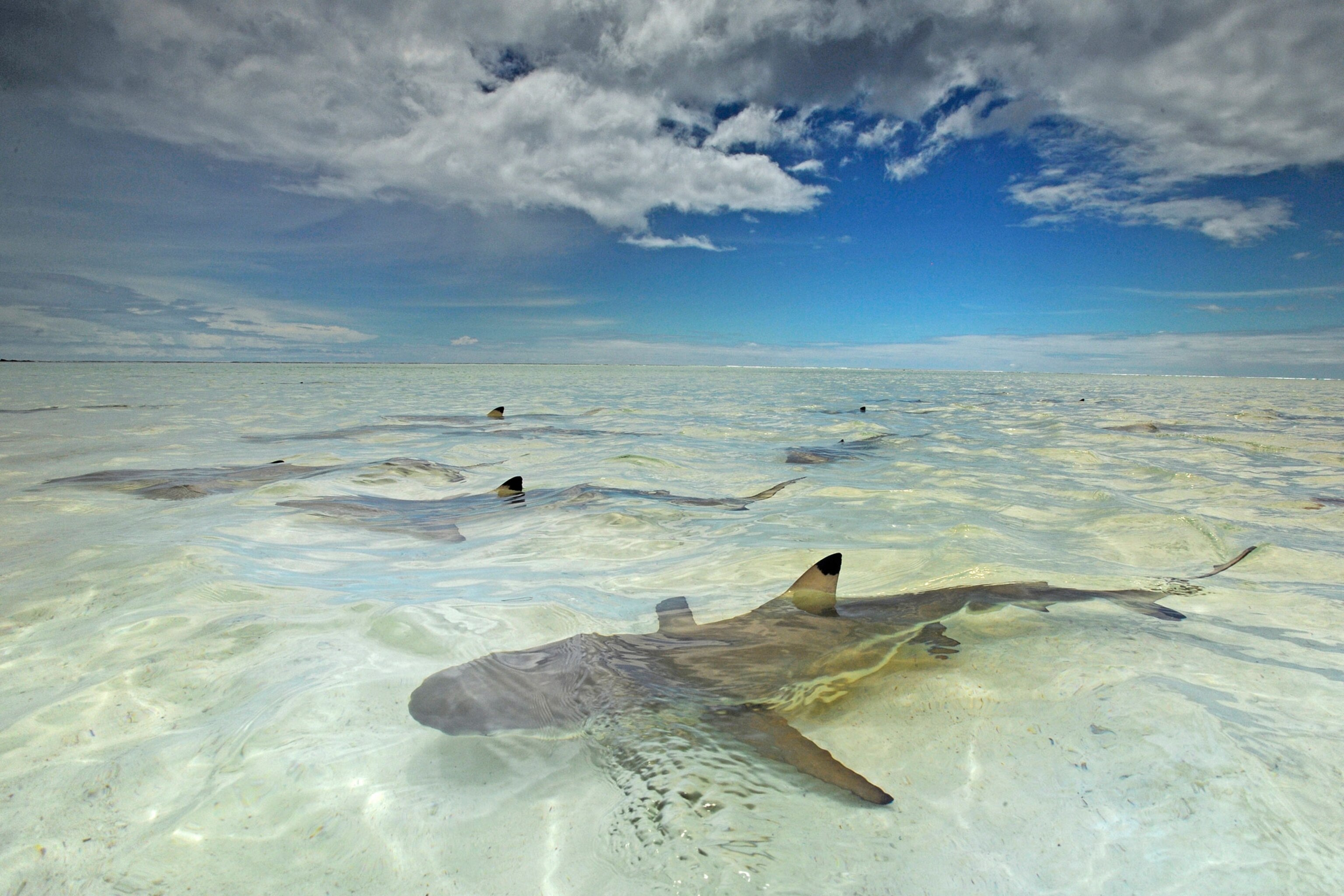 Blacktip reef sharks