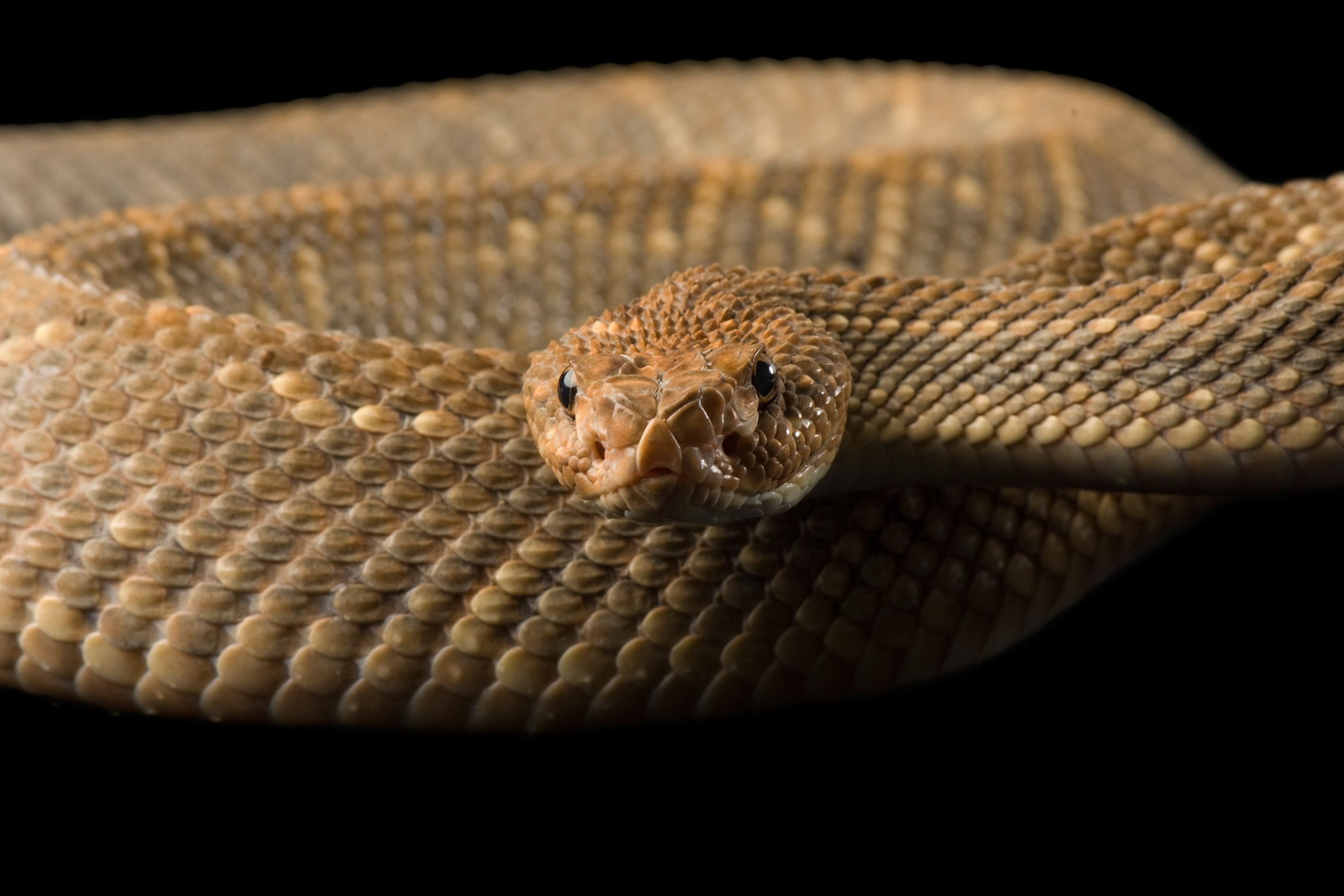 Snacre Celebrate World Snake Day With These Stunning Snaps of Serpents