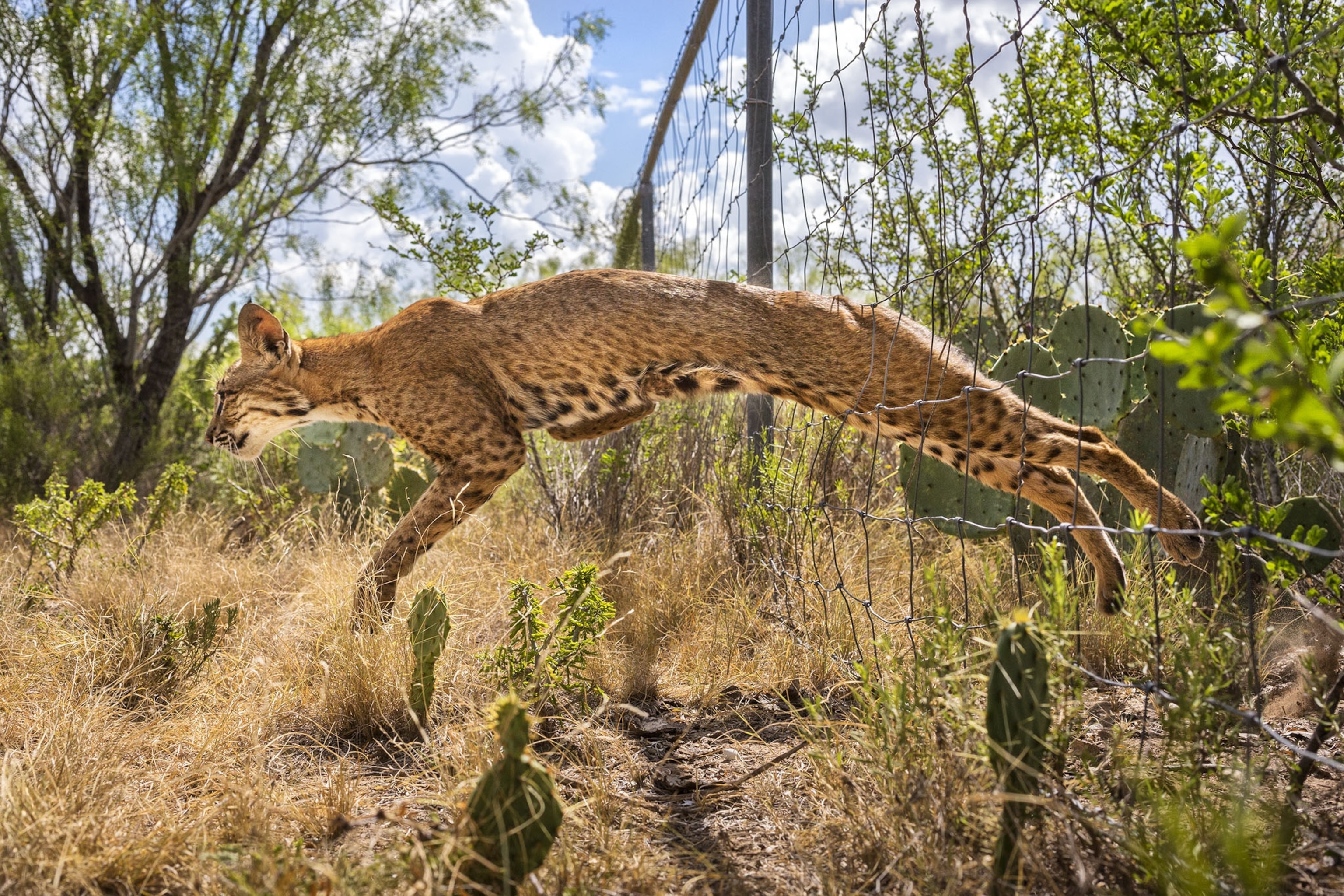 a bobcat family on a ranch