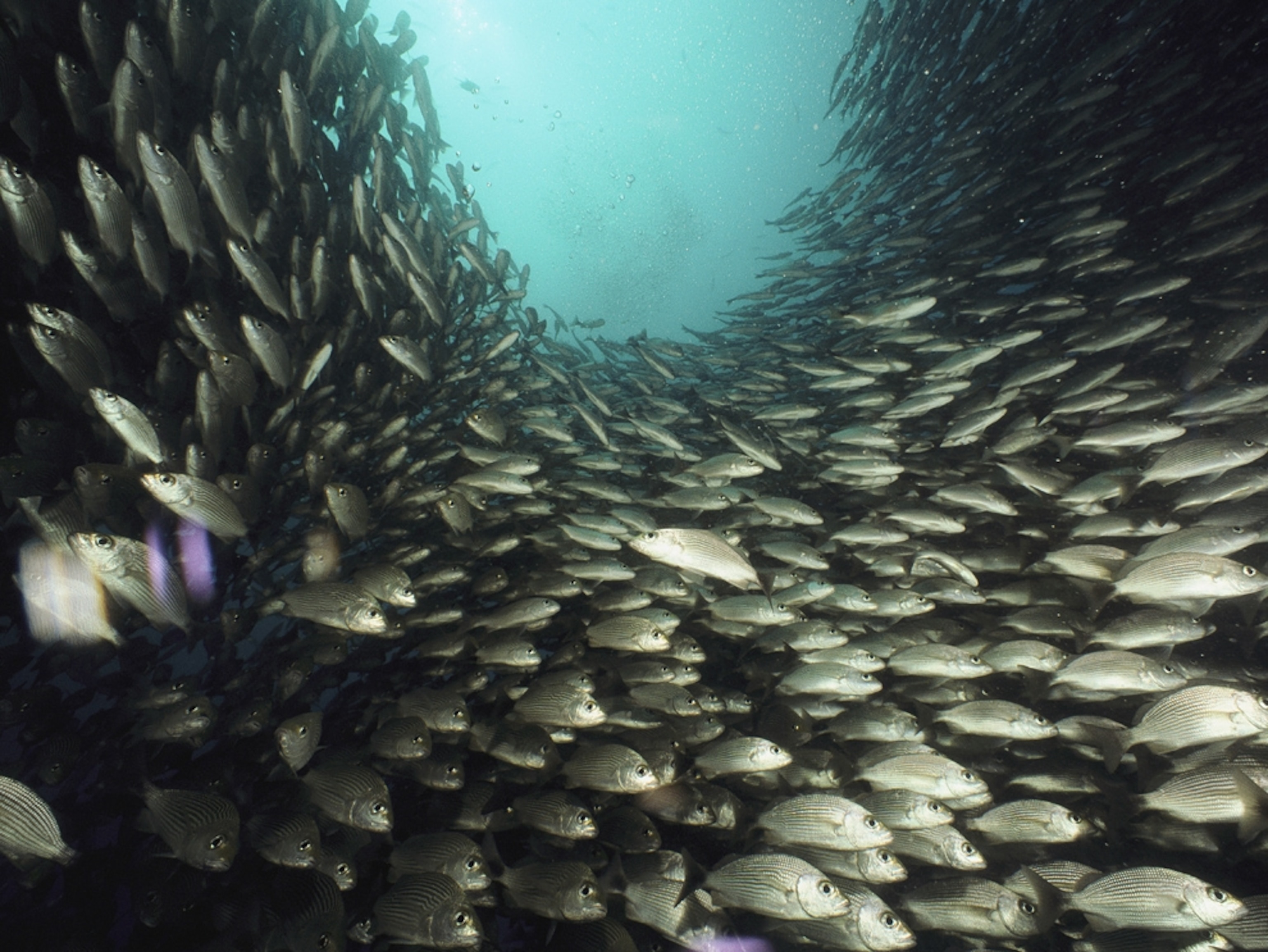 A school of snappers swims in unison.