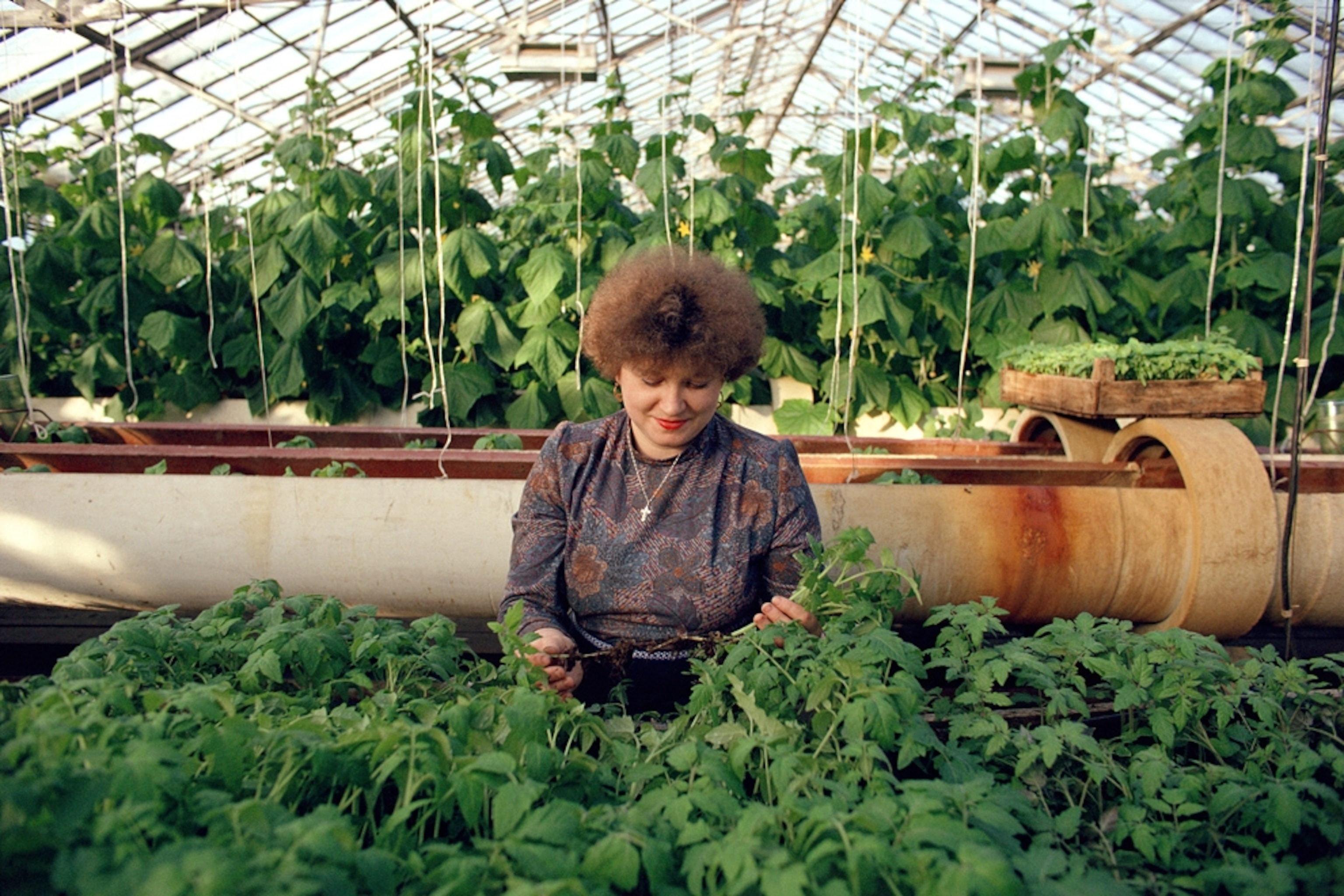 A worker tends cucumber plants in a Siberian greenhouse heated by nuclear power