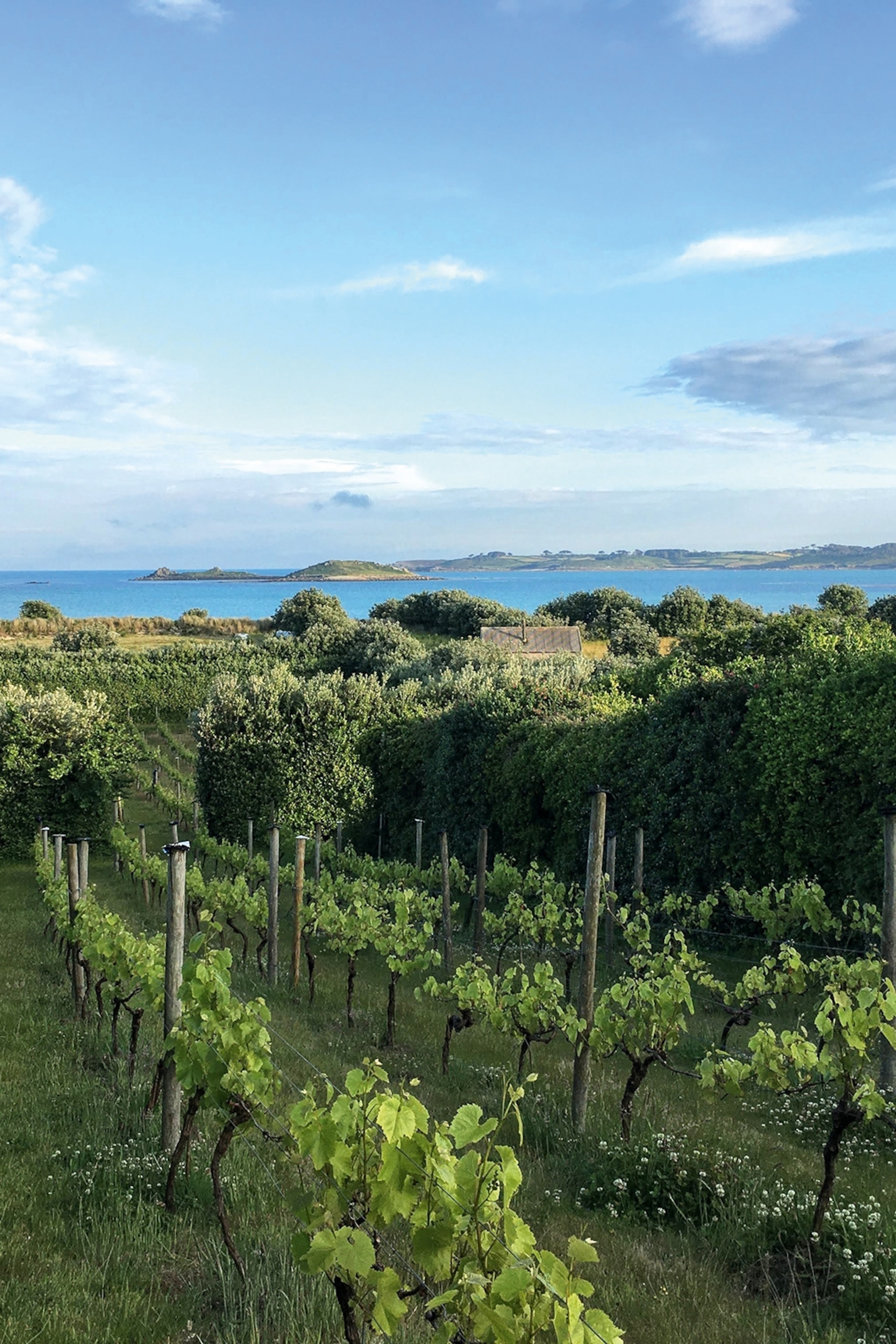 A vineyard slopes down to a coastline.