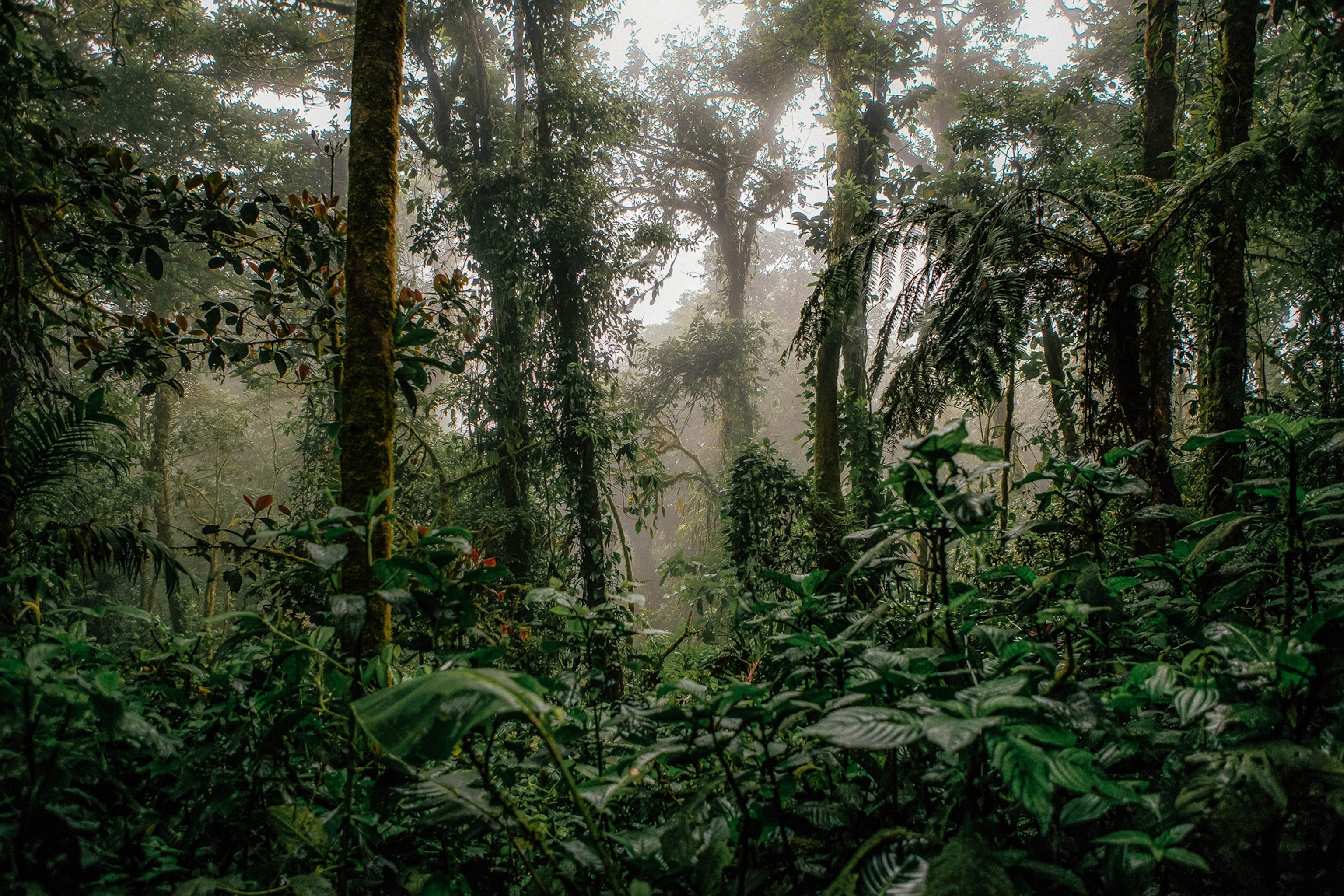 trees in a forest taken in Monteverde, Costa Rica