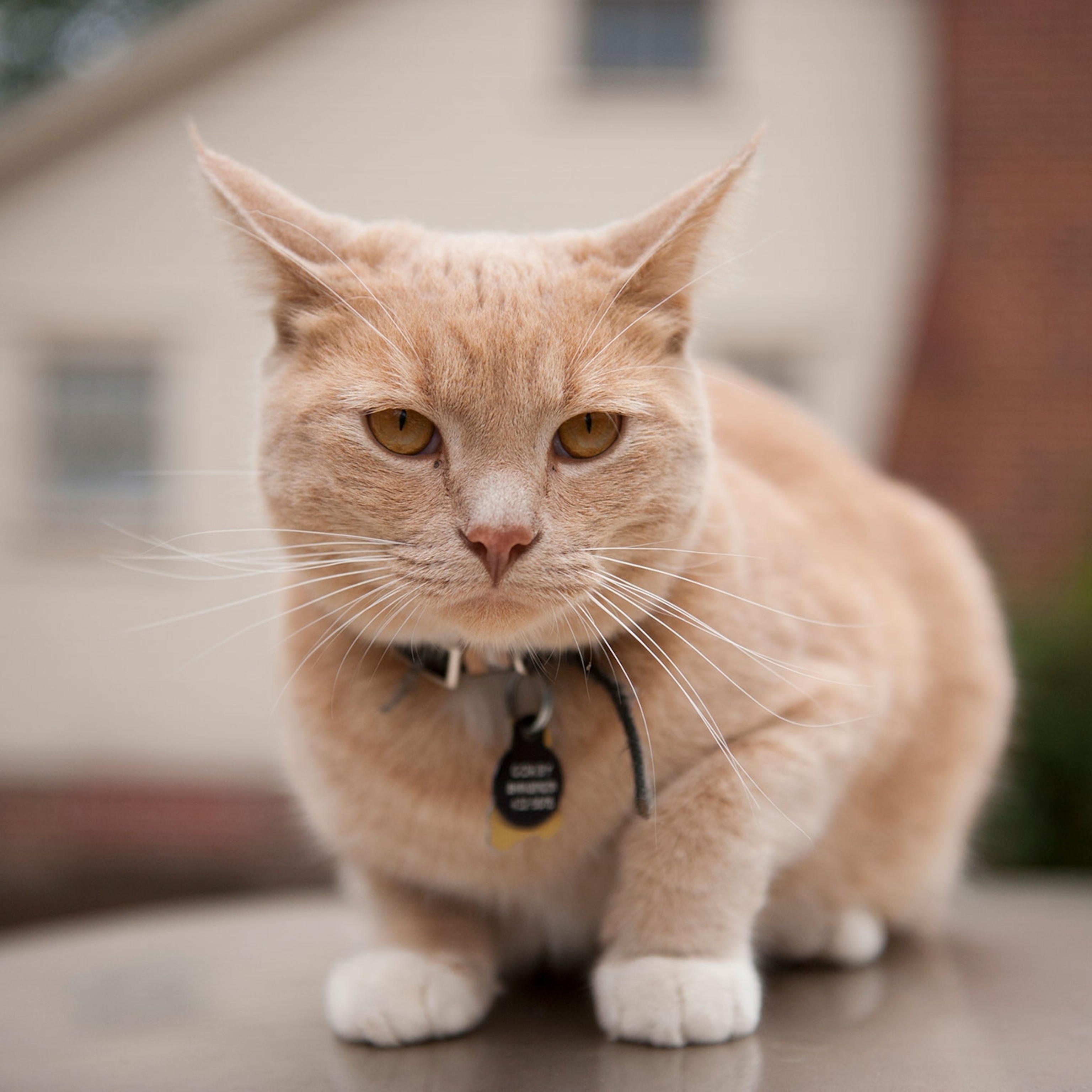 https://i.natgeofe.com/n/3861de2a-04e6-45fd-aec8-02e7809f9d4e/02-cat-training-NationalGeographic_1484324_square.jpg