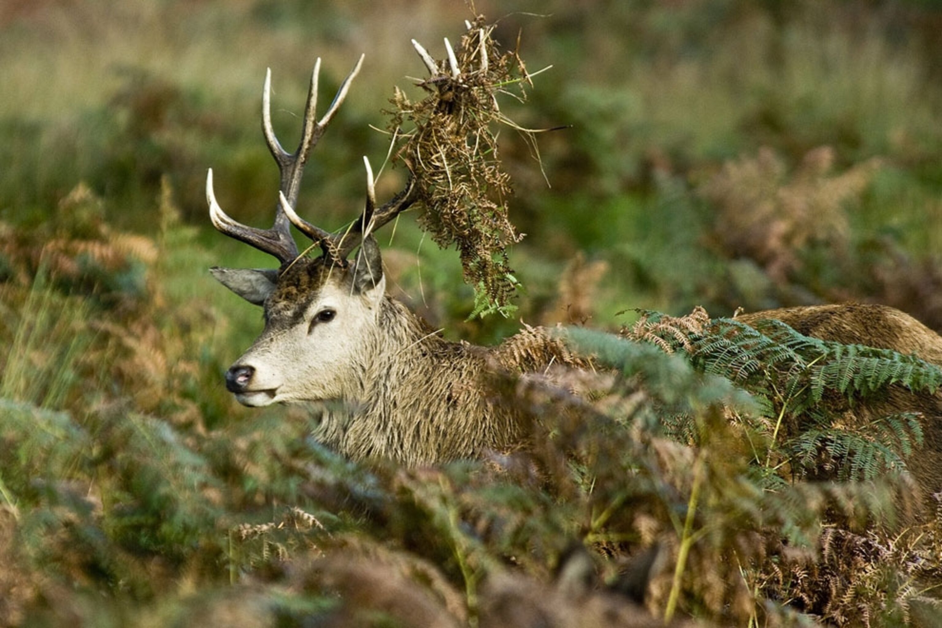 Deer in Richmond Park, London