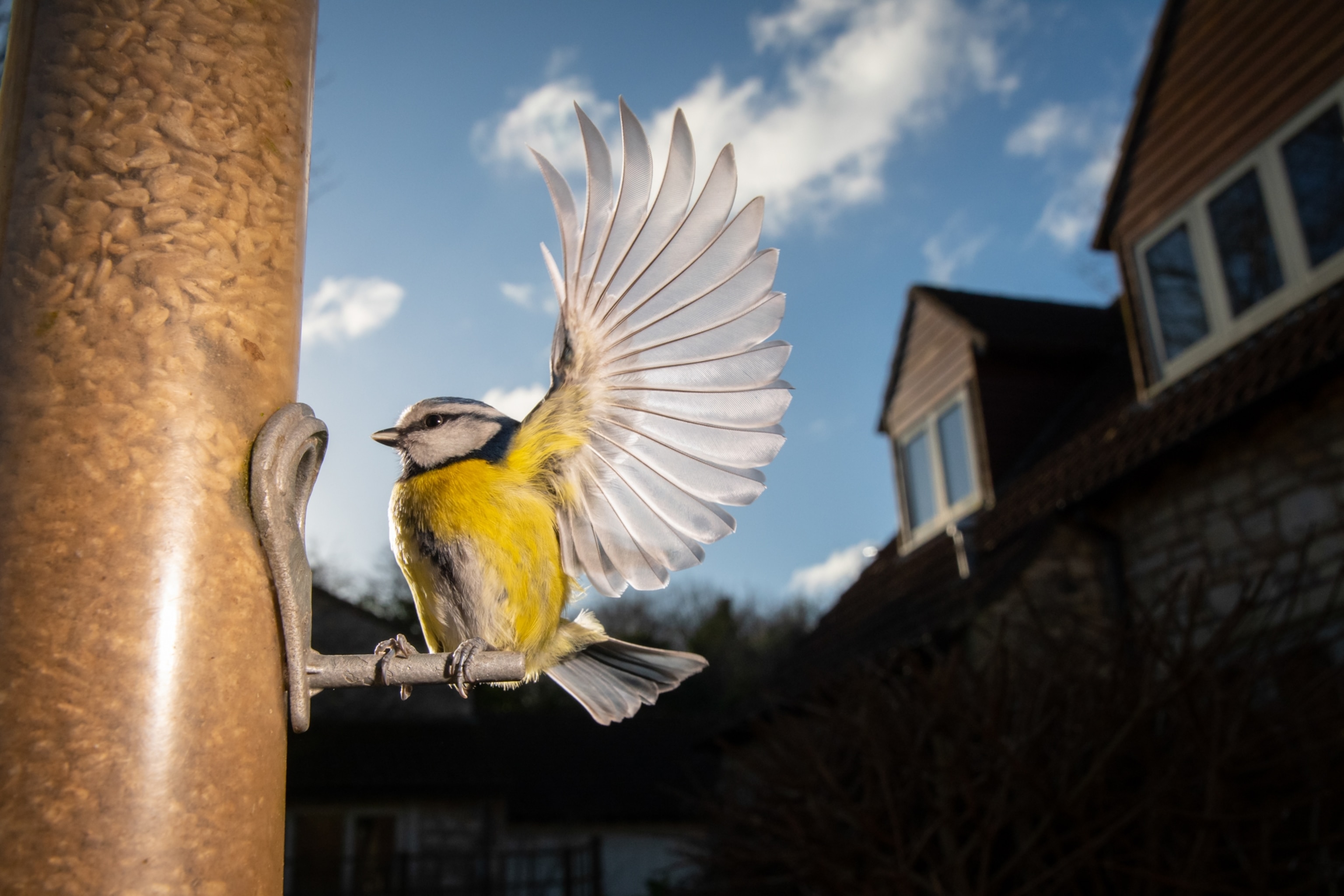 A blue tit with outstretched wings perches on a bird feeder filled with seeds against a clear blue sky and suburban house backdrop