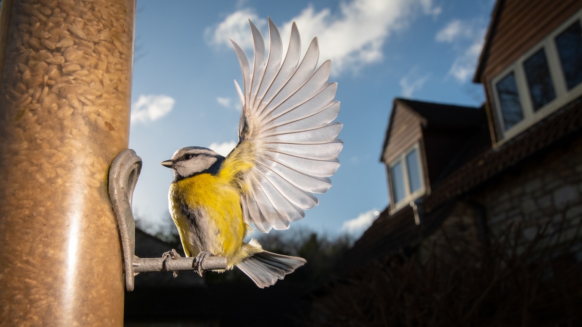 From chickadees to catbirds, these expert tips will help you turn your backyard into a wild bird haven.