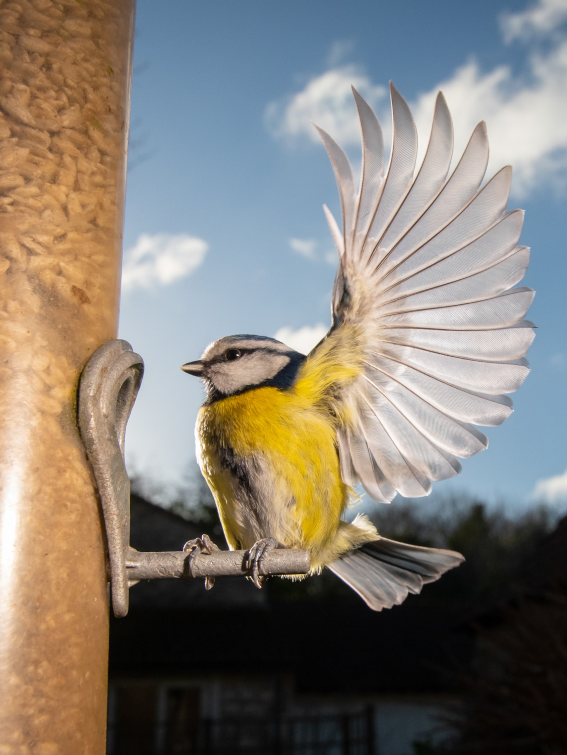 Paper Wasps Get Tiny Backpacks for Study on Animal Altruism | National  Geographic