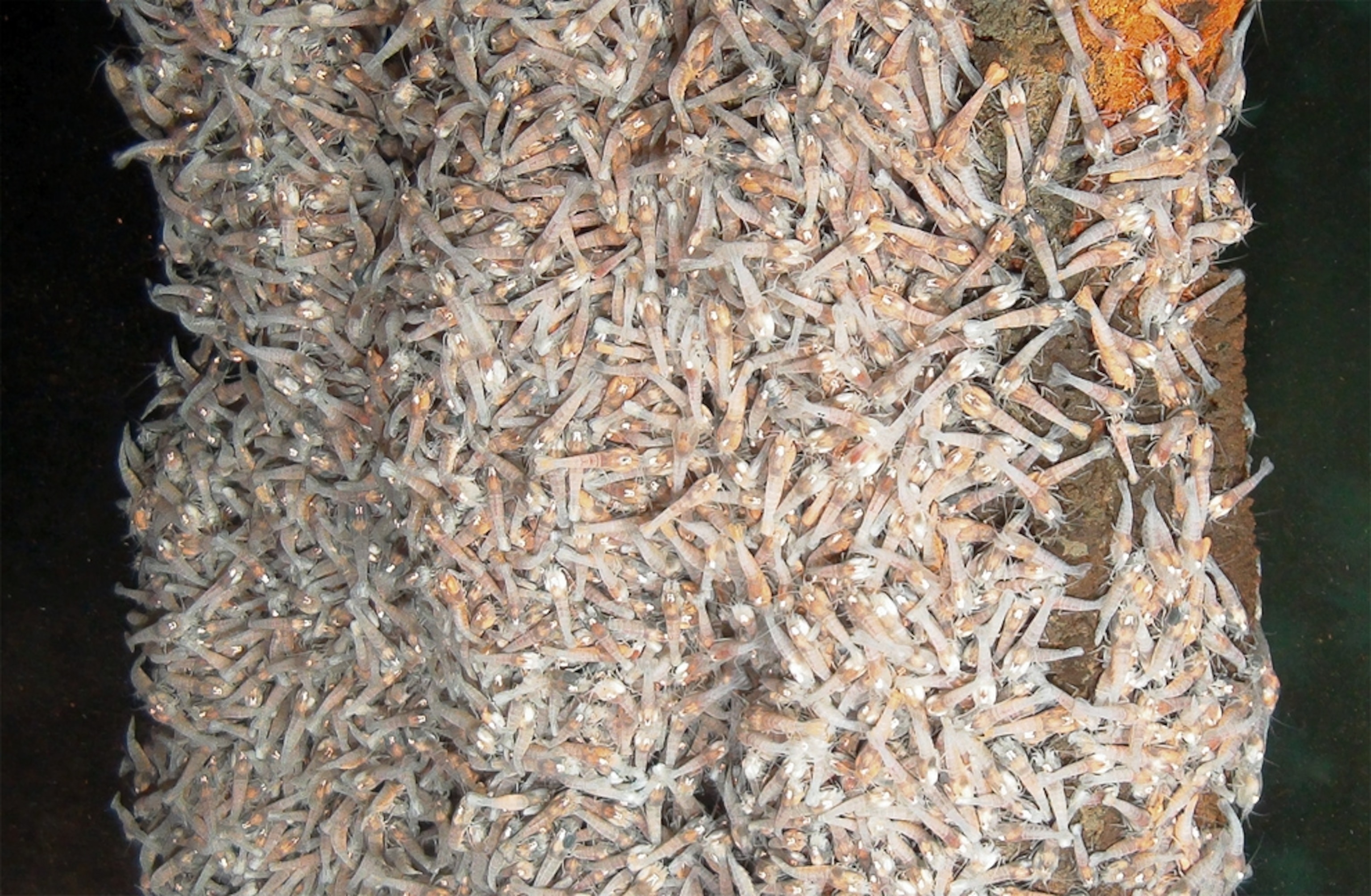 Shrimp picture: from world's deepest volcanic ocean vents, in Caribbean