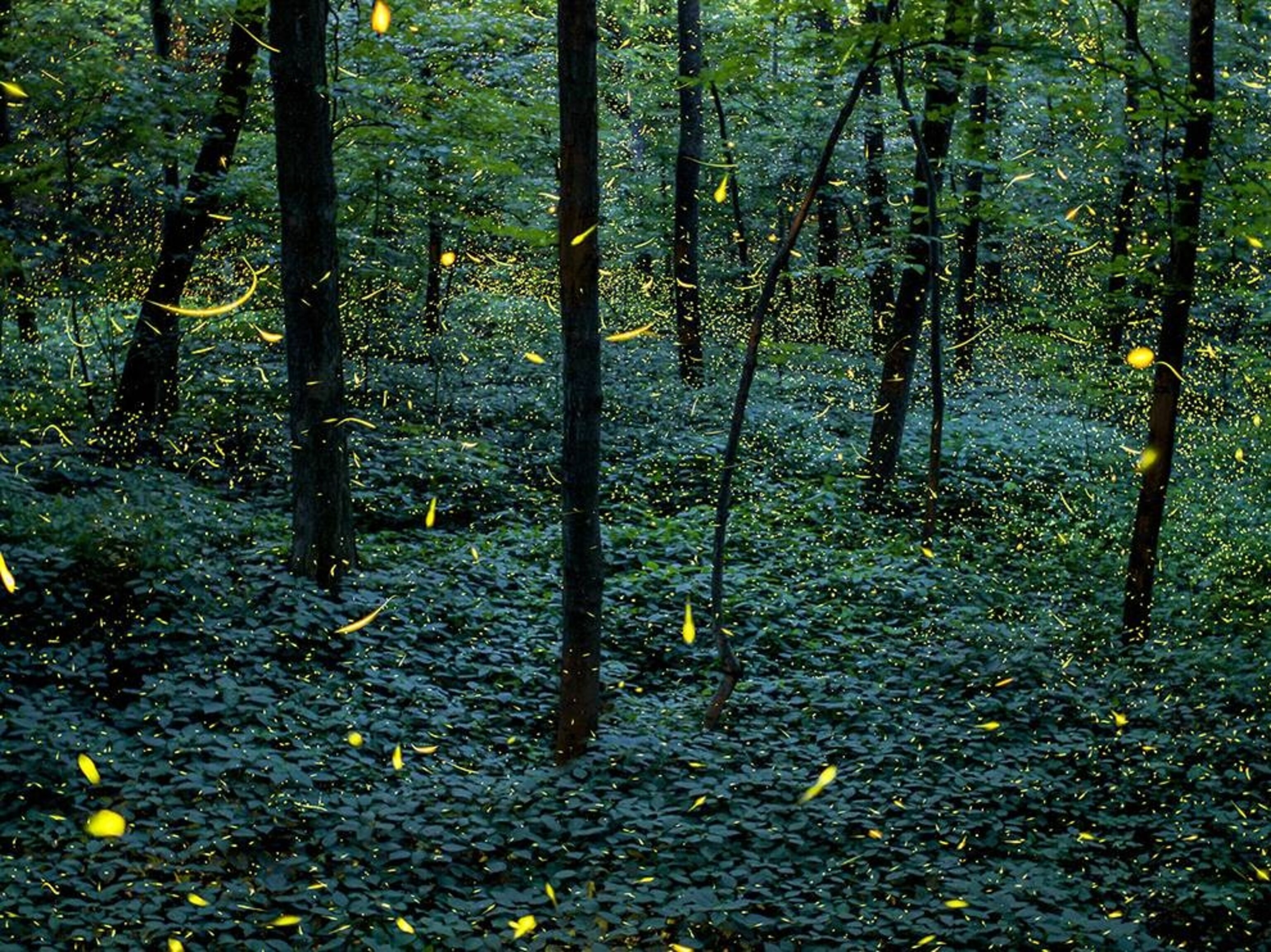 A composite image of fireflies lighting up woods in Grand Ledge, Michigan