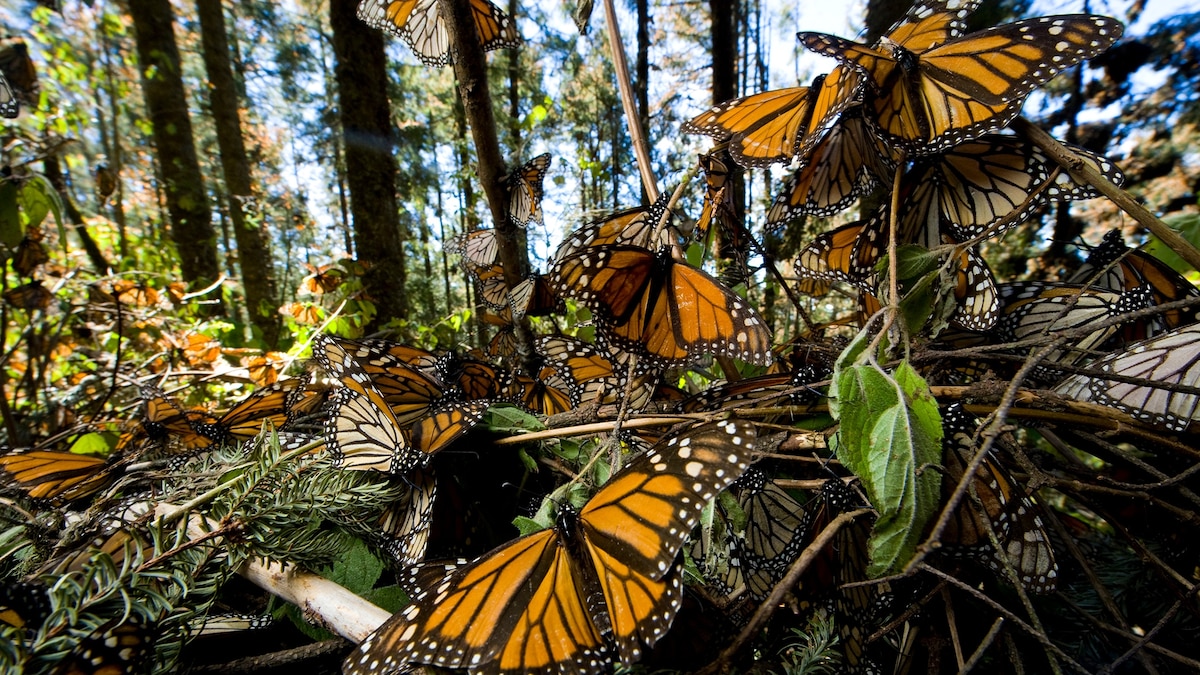 Climate change, pesticides put monarch butterflies at risk of extinction